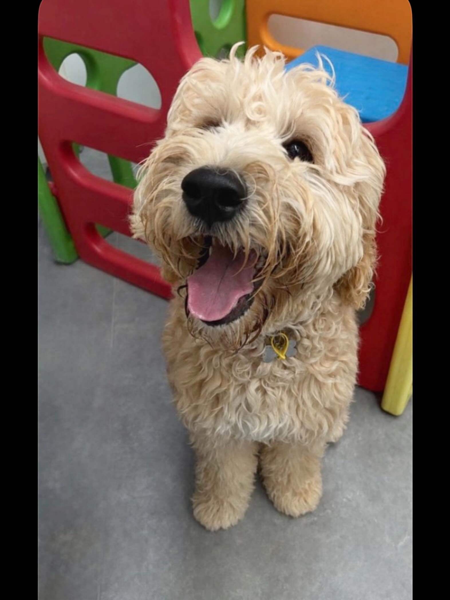 ✨I N T R O D U C I N G ✨

💚 ALFIE 💚

Alfie recently joined our Tuesday crew and he is nothing short of a sweet social boy! We have absolutely adored welcoming his goofy ways, he&rsquo;s also made quick friends with Luna, Jay Jay and George 🐕 We ca