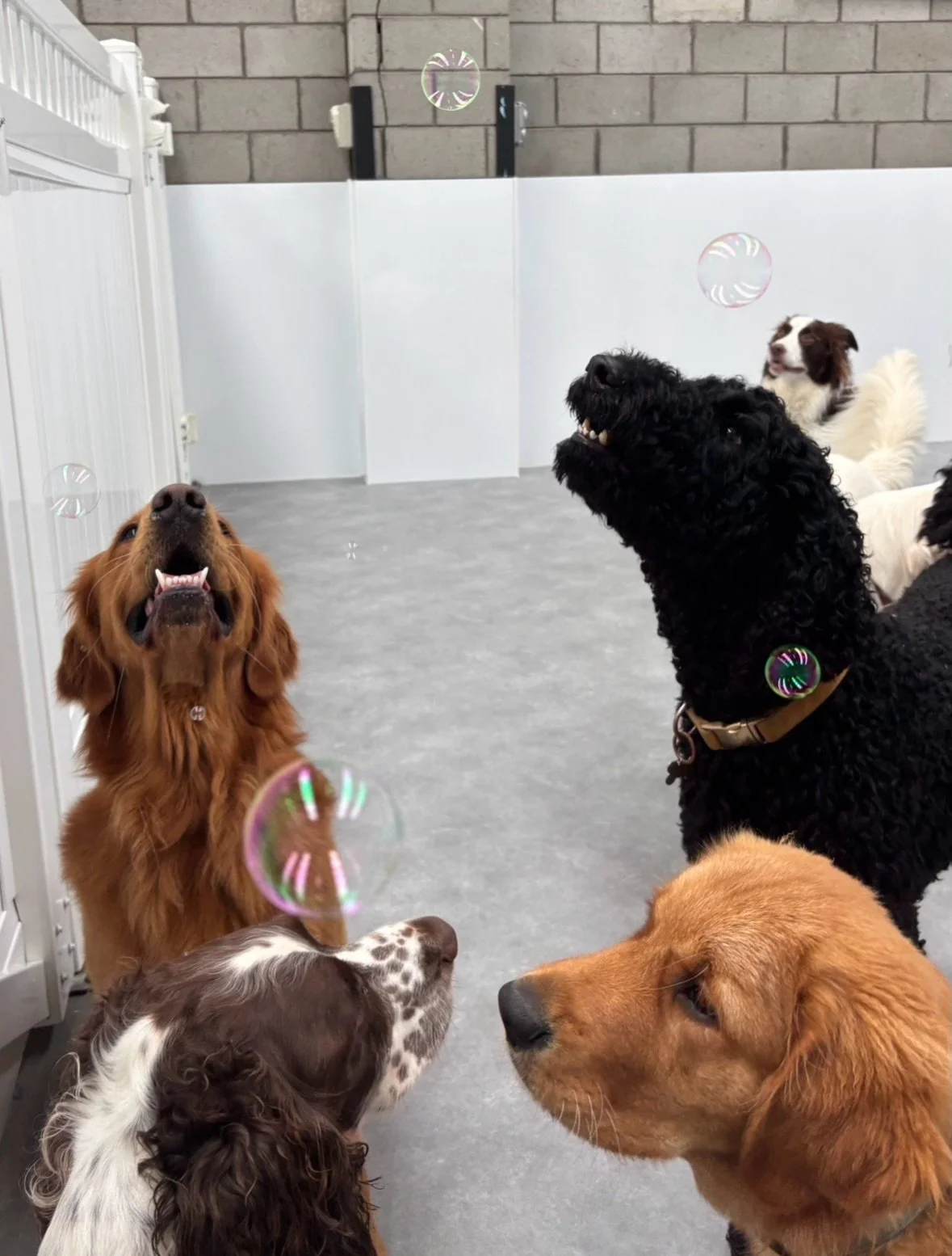Fun with bubbles! 🫧

@leo.thegoldie2024