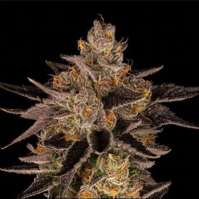 HOME — BERNER'S MERCED