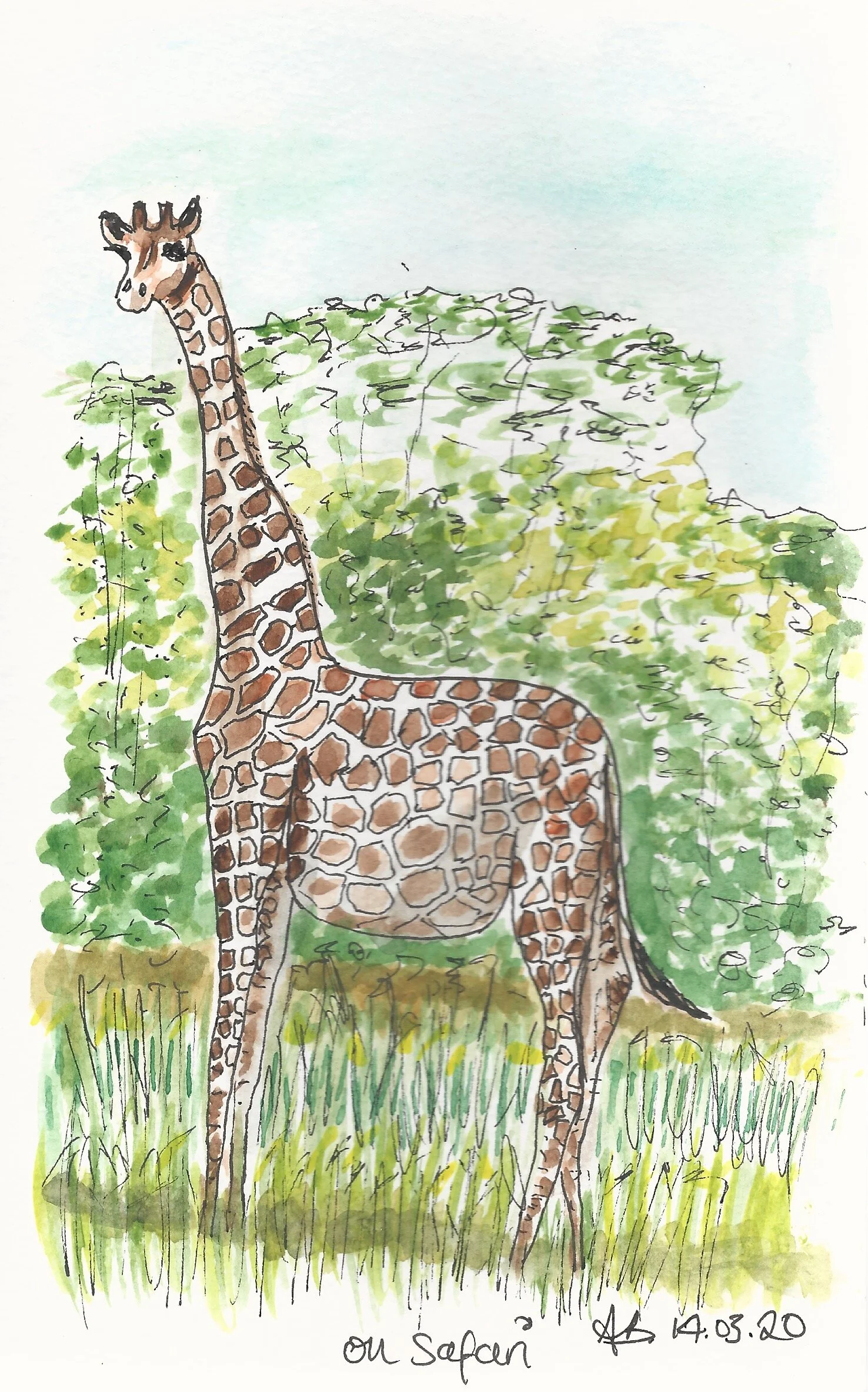 Giraffe in South Africa