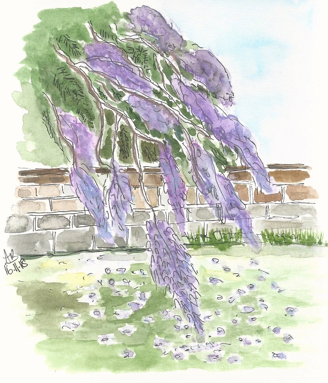 Jacaranda sketch