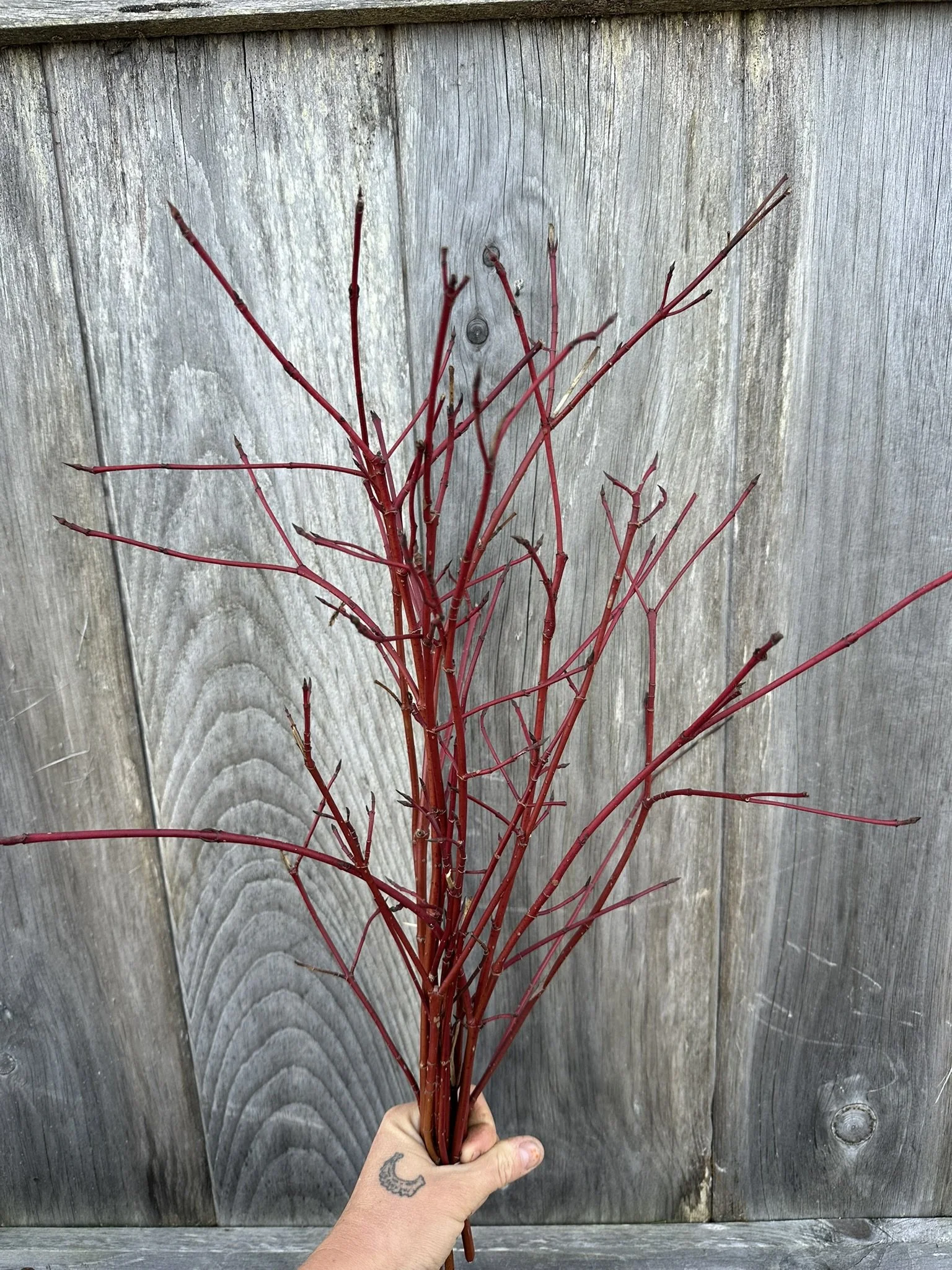 Everlasting floral bunches