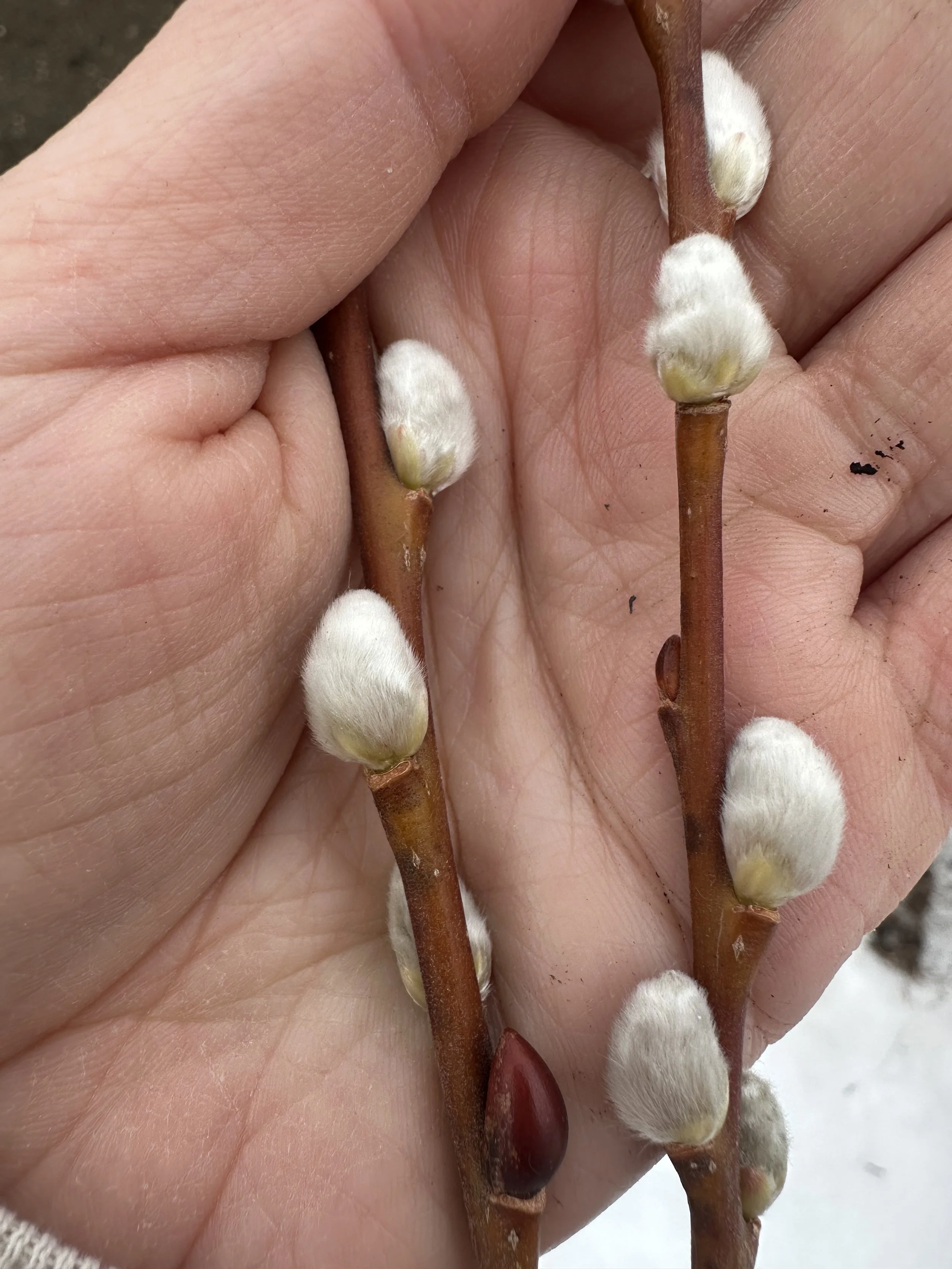 Pussy Willow Cuttings