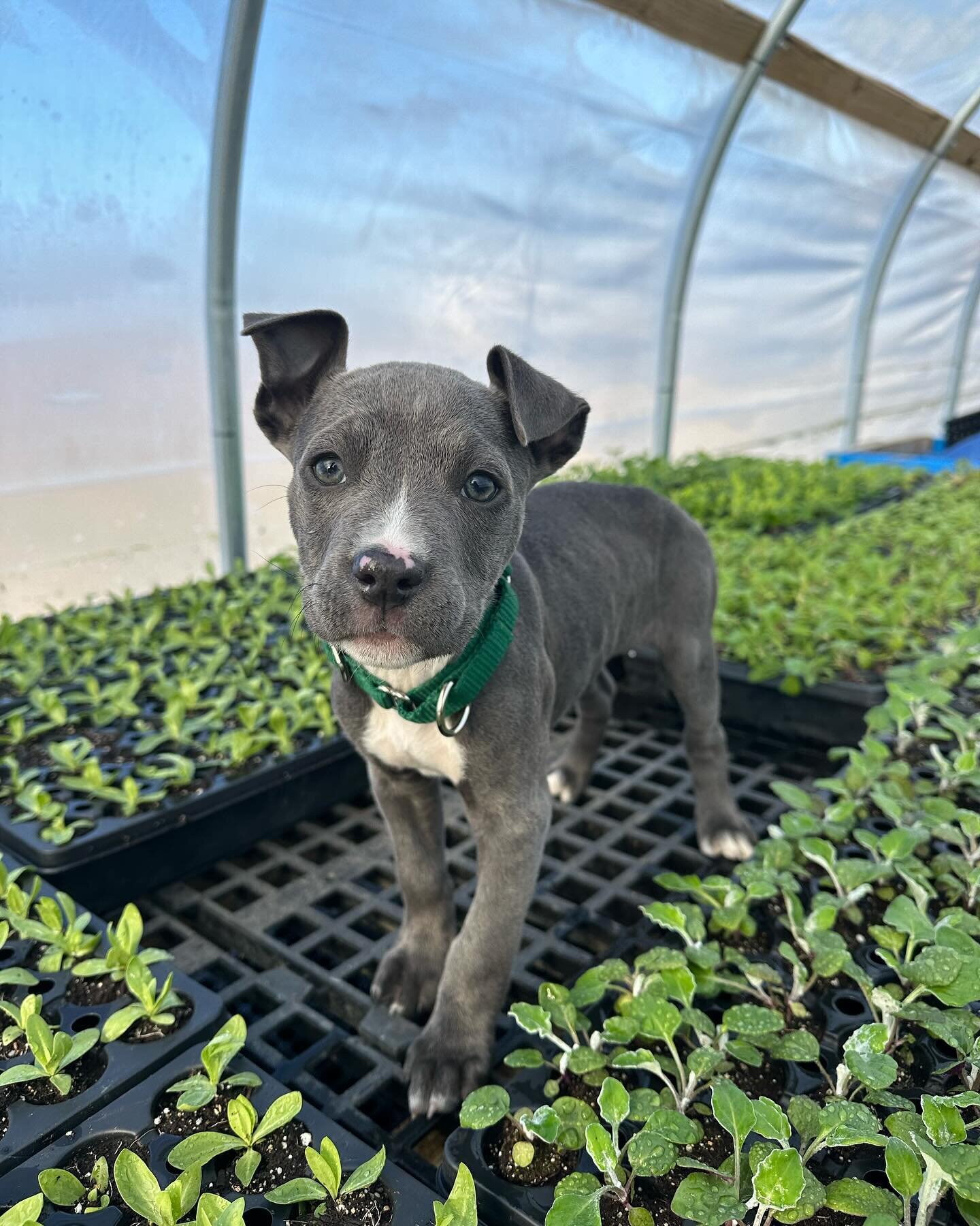 The greenhouse tables are full! And we are growing a new kind of seedling these days! Meet Poppy, the 10 week old pitbull, joining the farm team.

Thanks to @midcoasthumane for the work you do finding loving homes for furry friends and to @sparkbagel