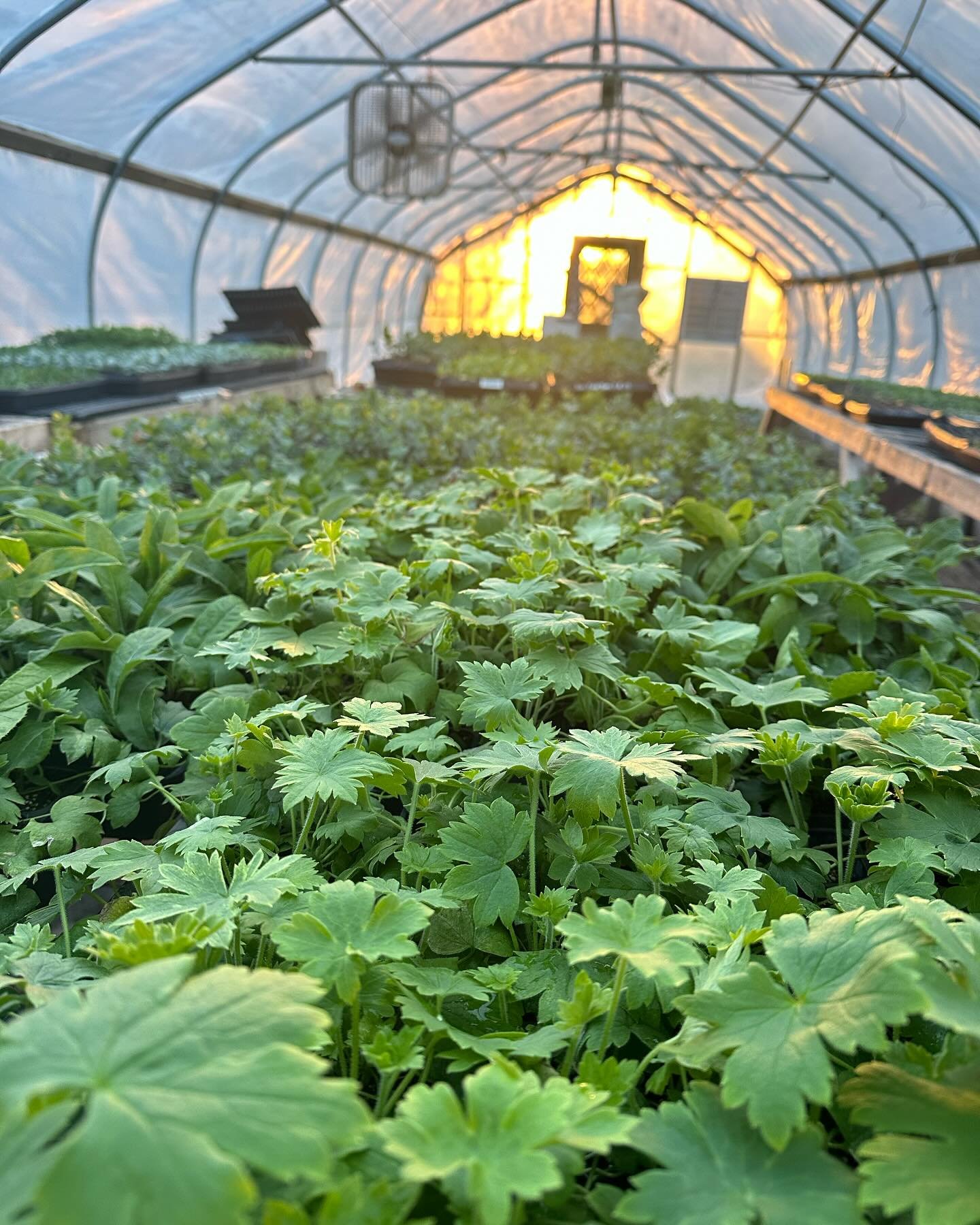 The thing that has had the biggest singular impact on our growing business is long term land tenure. It supports us in planting perennials for an earlier season for events (like these delphiniums), building &ldquo;permanent&rdquo; infrastructure to m