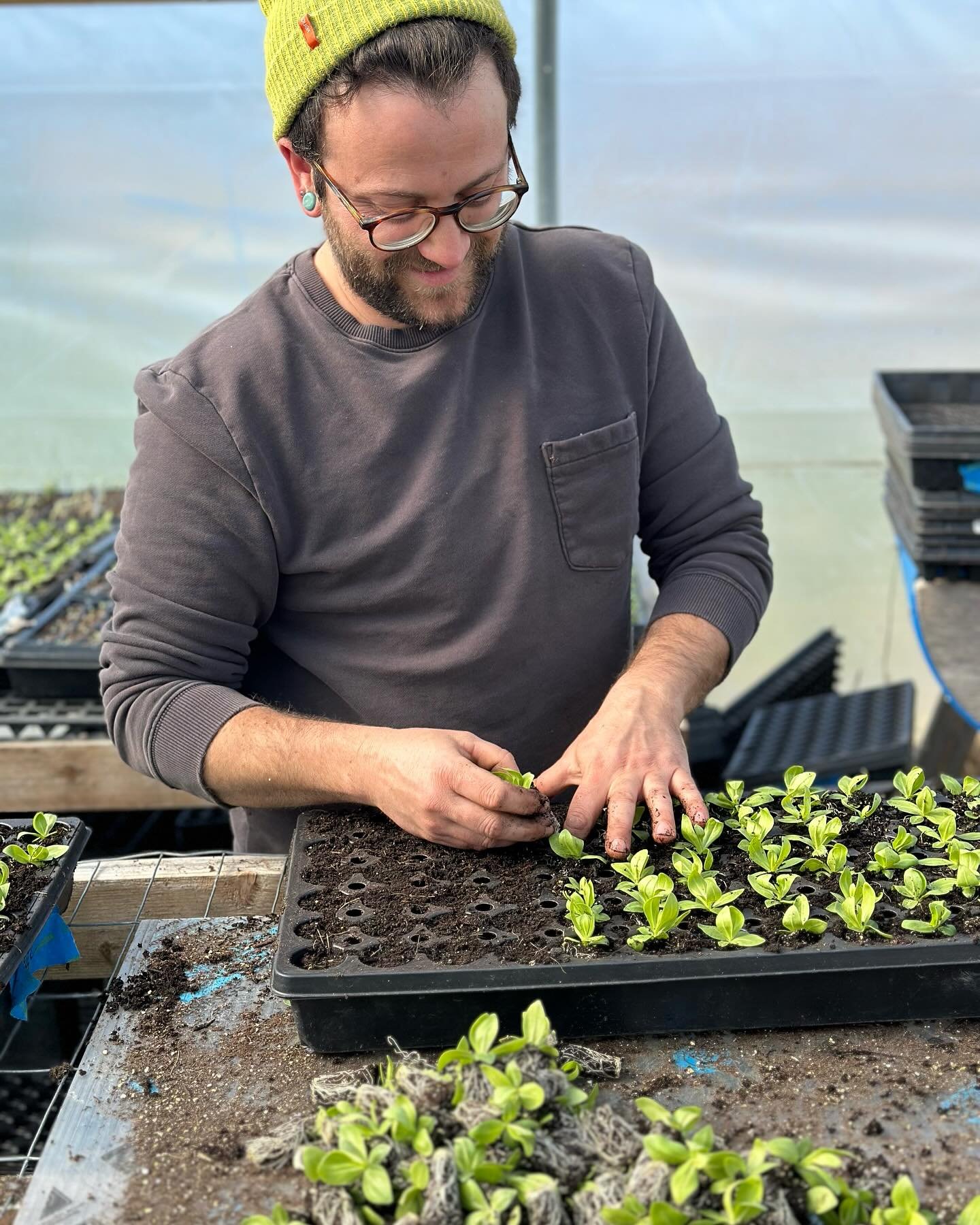 @sparkbagel back in the greenhouse tending to his lisianthus! My fall late night plug purchasing habit is fueled in part by Shawn agreeing to grow all the lisianthus for the farm. Thousand more potted up as the first rounds get planted into the sprin