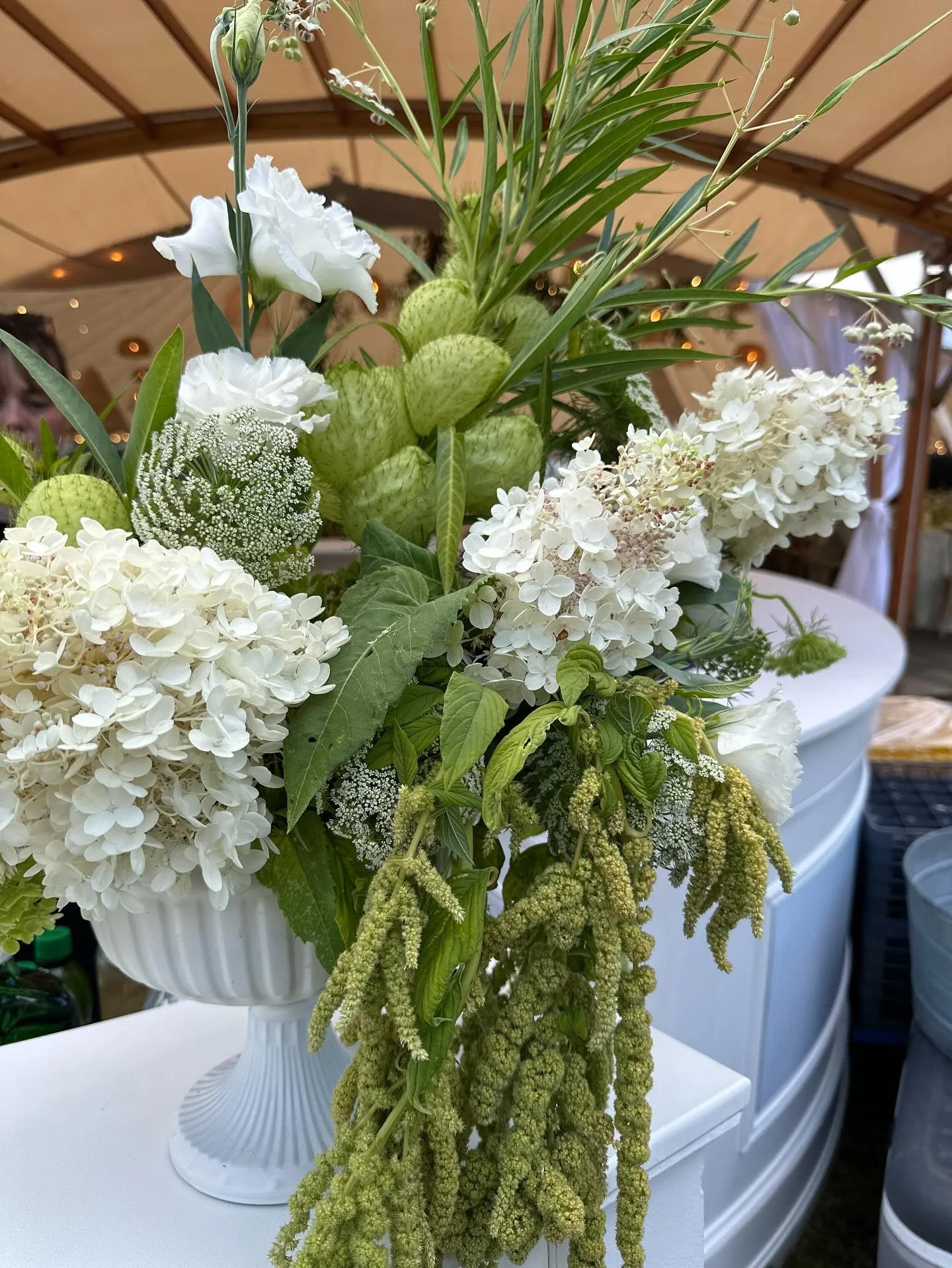 Hairy balls milkweed is now here to help fulfill all your seasonal wildflower fantasies 😉