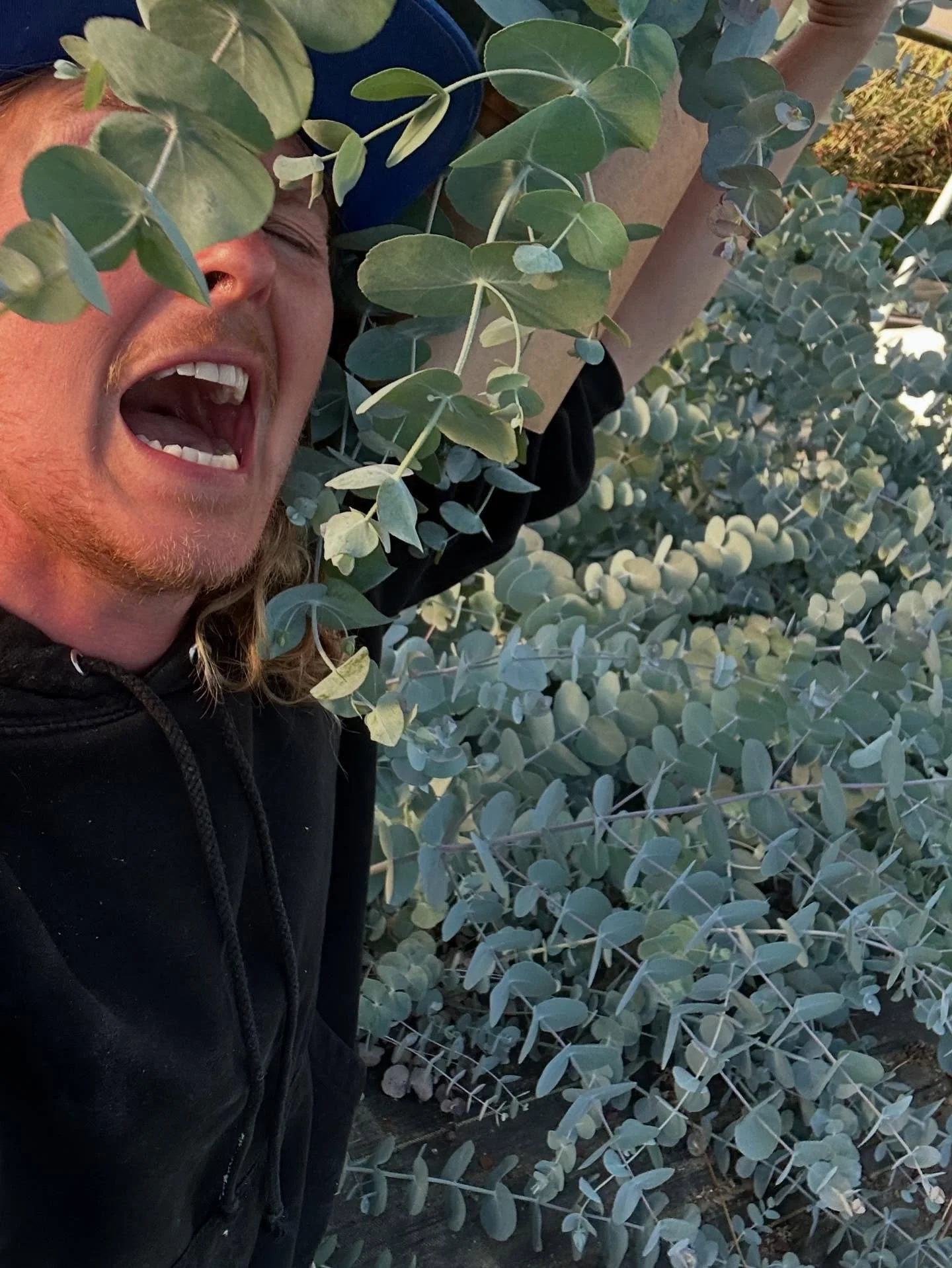 Help!! We are being swallowed by eucalyptus!! This fall we are offering wholesale prices on bulk eucalyptus (5 bunches +) in big ol bunches. Grown following organic growing practices and with lots of fabulousness. Pick up at the studio in Monroe, DM