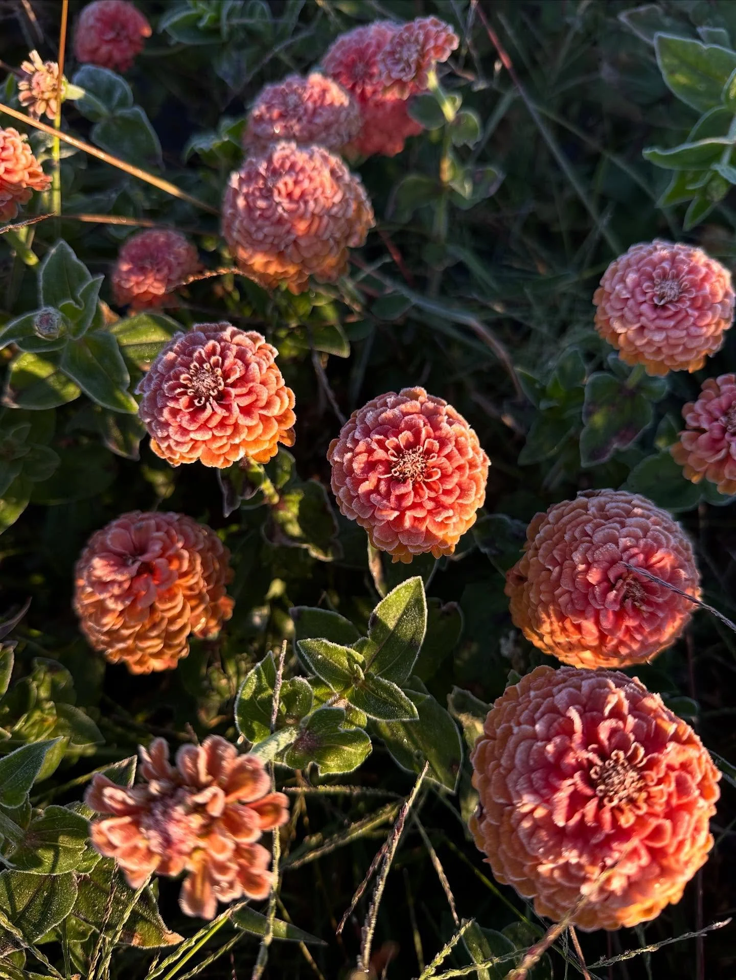 Dawn over the first frost!! All our sensitive field annuals have gone bye bye while our covered dahlias and tunnel crops (both in unheated and heated houses) are holding on strong. We hauled in a huge harvest before this morning for next week’s
