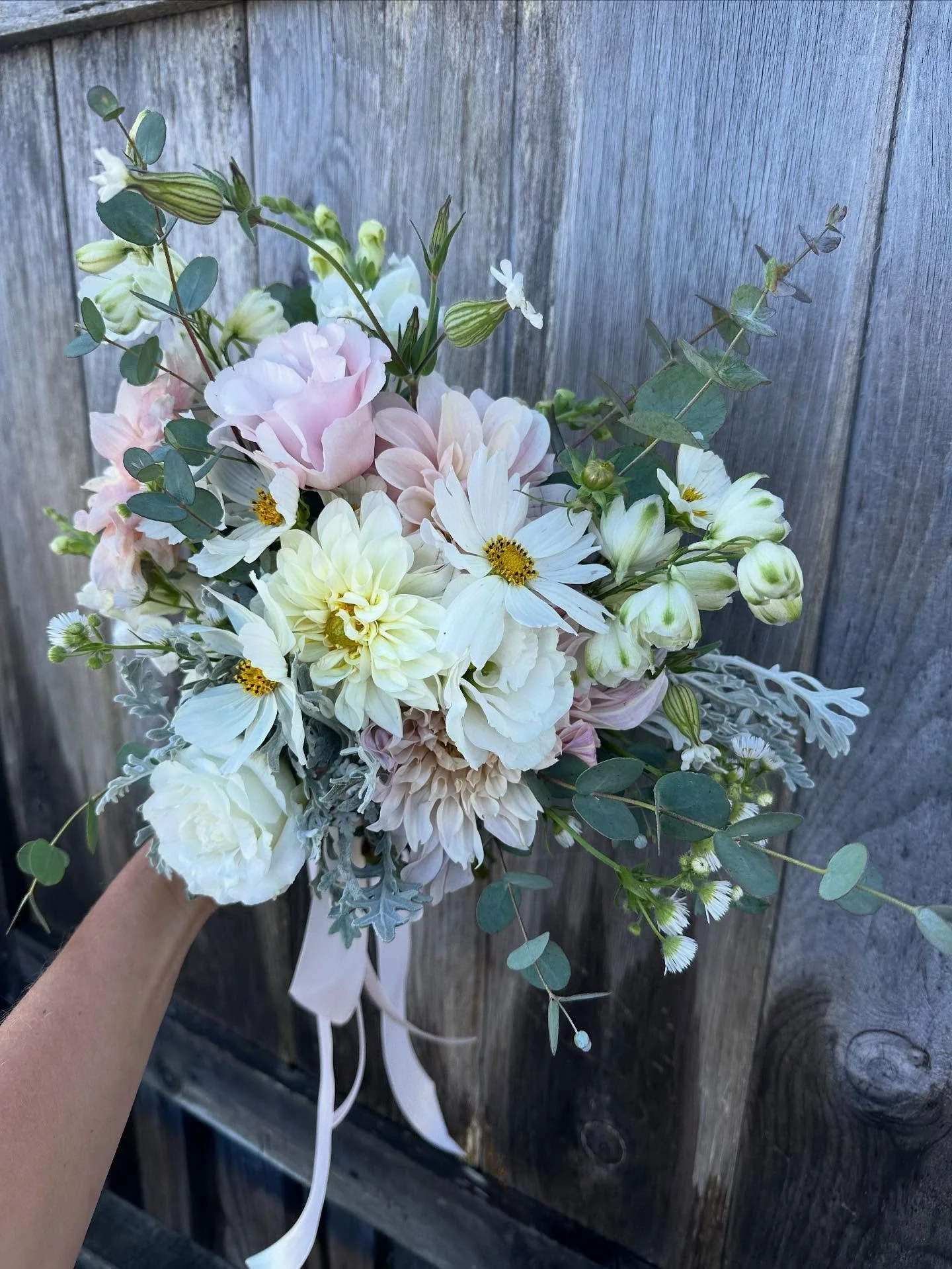 We harvested the last of the eucalyptus a few days ago from our perennial bed in the hoophouse! This sweet smelling girly graced bouquets July- November this year. To overwinter in one of our tunnels, we chop it down short, put hoops over it, and cov