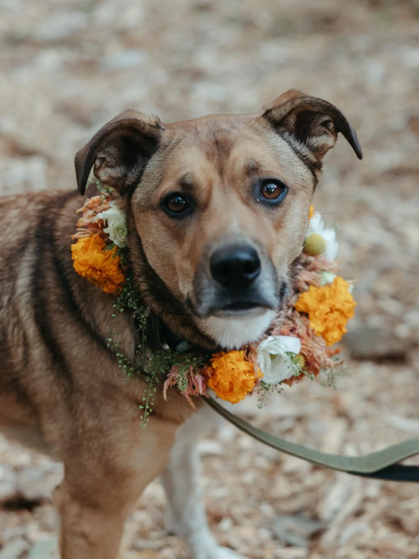 Don&rsquo;t forget your furry friends in your celebration! We design floral dog collars on half wreath rings so they hold up to the most wild of wedding guests! These then get zip tied onto the dog&rsquo;s existing collar to ensure comfort with maxim