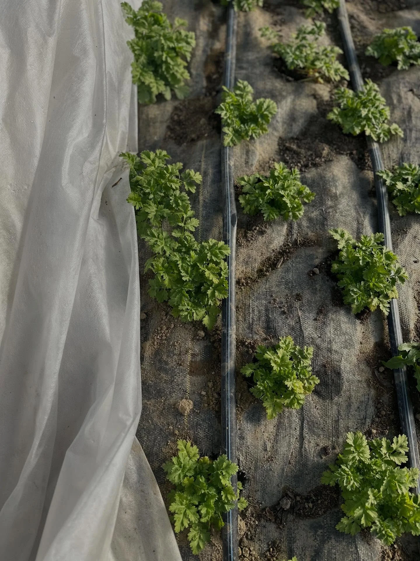 Under all that cold and cover is all this green being cozy!! With our overwintering beds we hope to get blooms from both our heated and unheated tunnels for our April and May events as well as wholesale accounts. In the line up this year is feverfew,