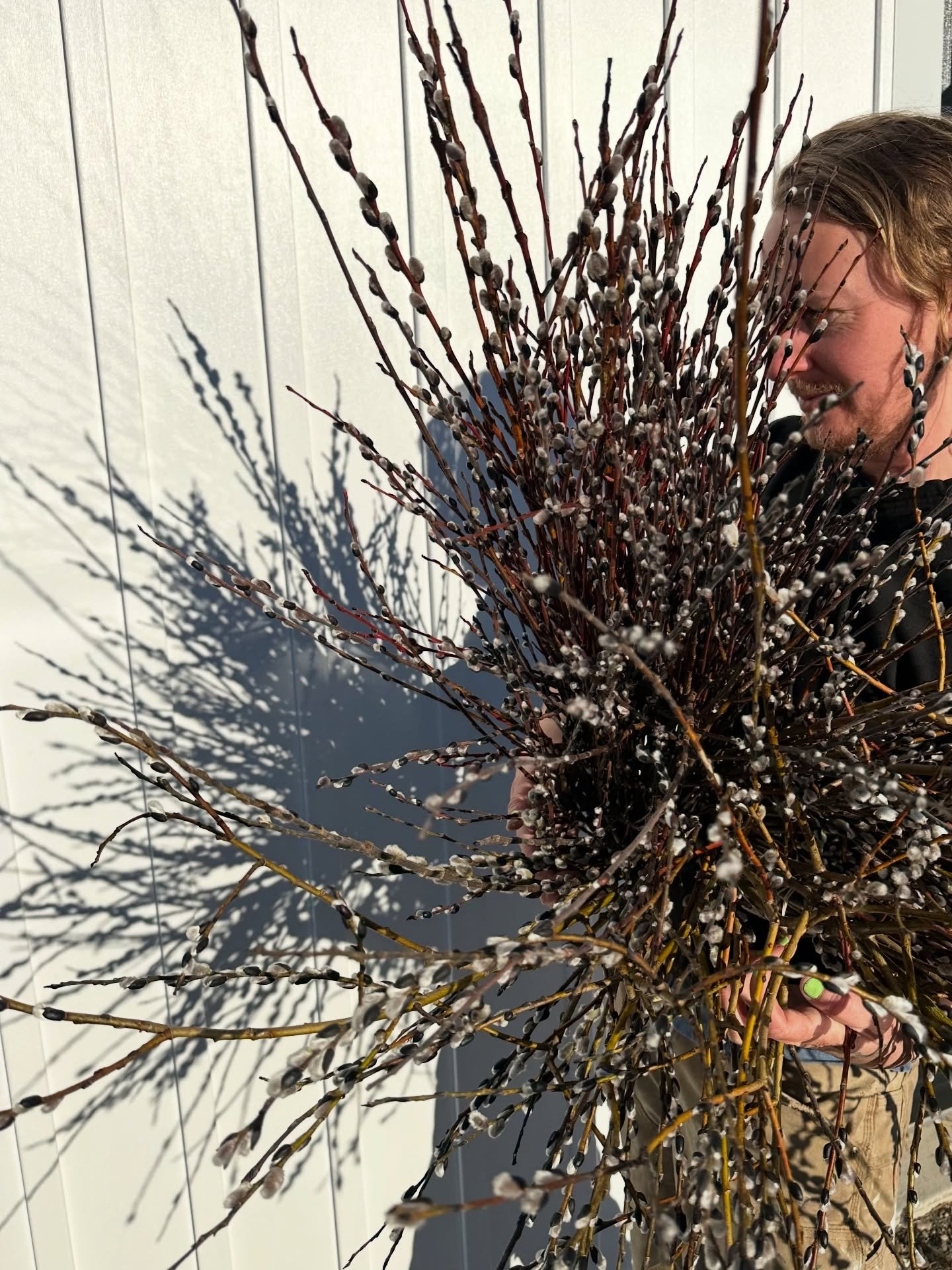 If someone were to ask me to talk uninterrupted for an hour about one farm subject it would be willows. So much so that over the past few weeks of harvesting them my dear, patient boyfriend is deeply sick of hearing me talk about them. This is why I&