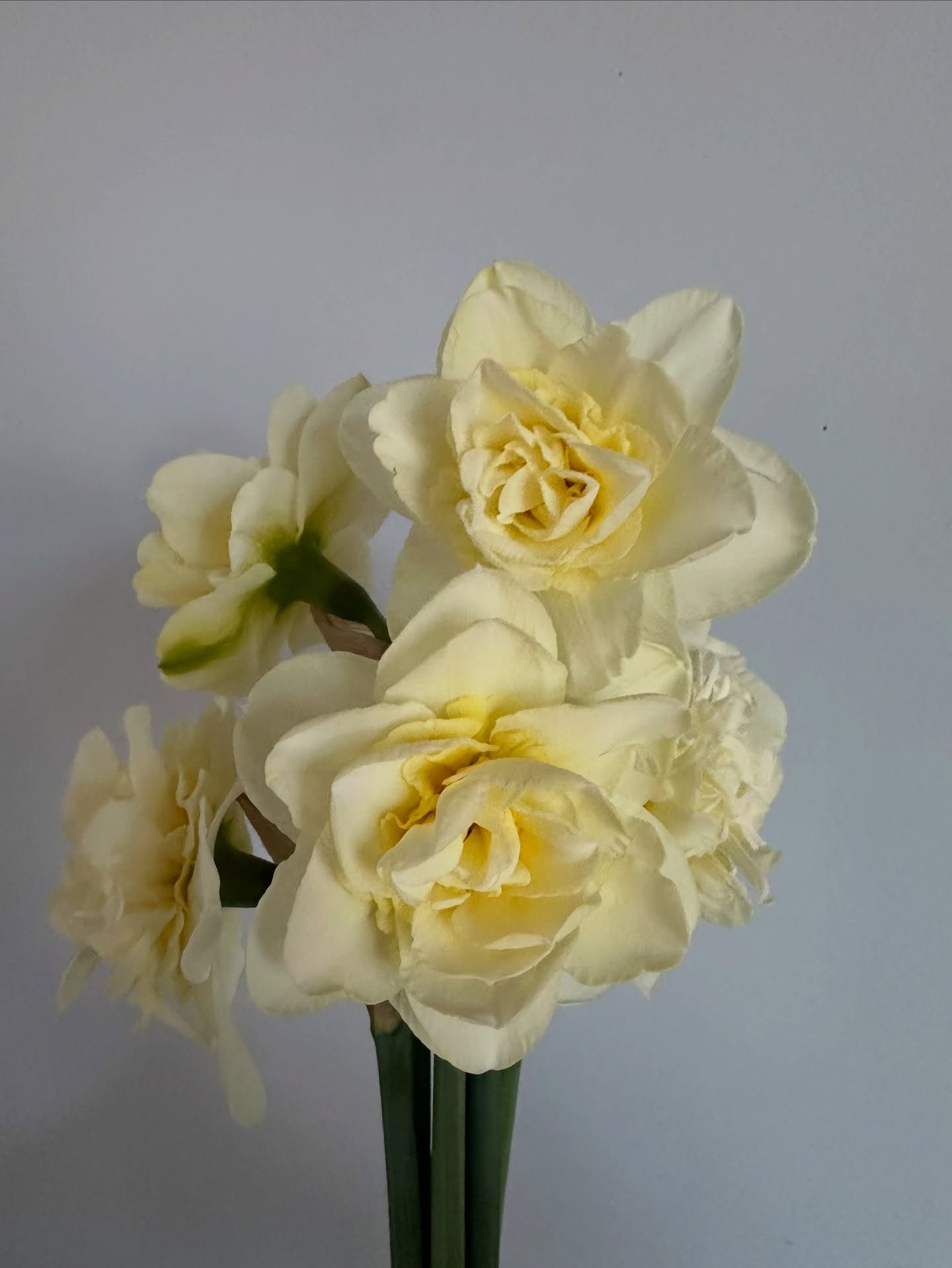 Perfect butter yellow narcissus headed to @sparkbagel Saturday am for your springtime thirst