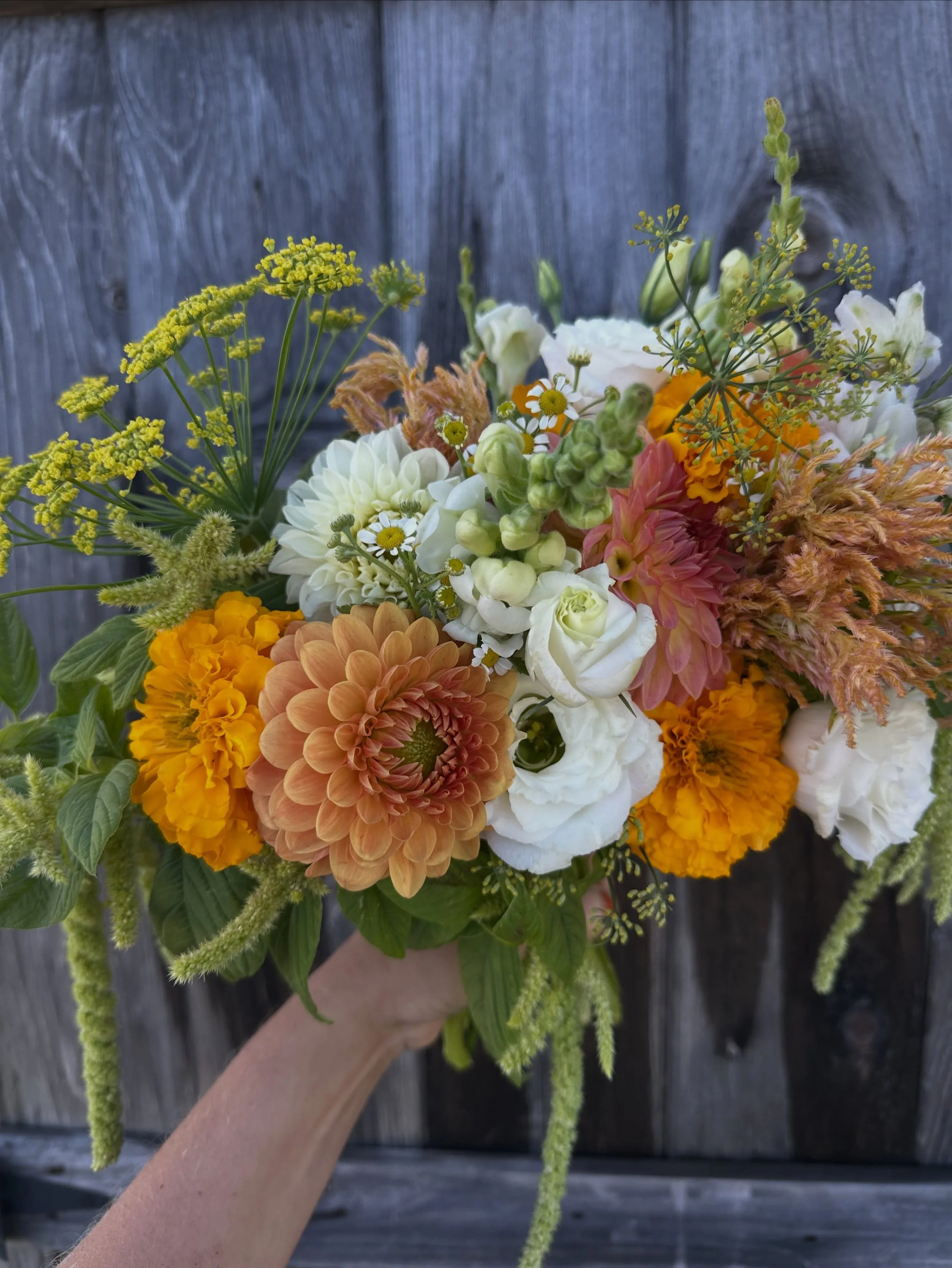 The fields are open! Feverfew, lisis and snapdragons all went into happy soil this past week. Dahlias, amaranth, marigolds, and celoisa are all getting planted next week as the soil warms up and it loooooks like we are frost free (🤞🏼🤞🏼🤞🏼). This