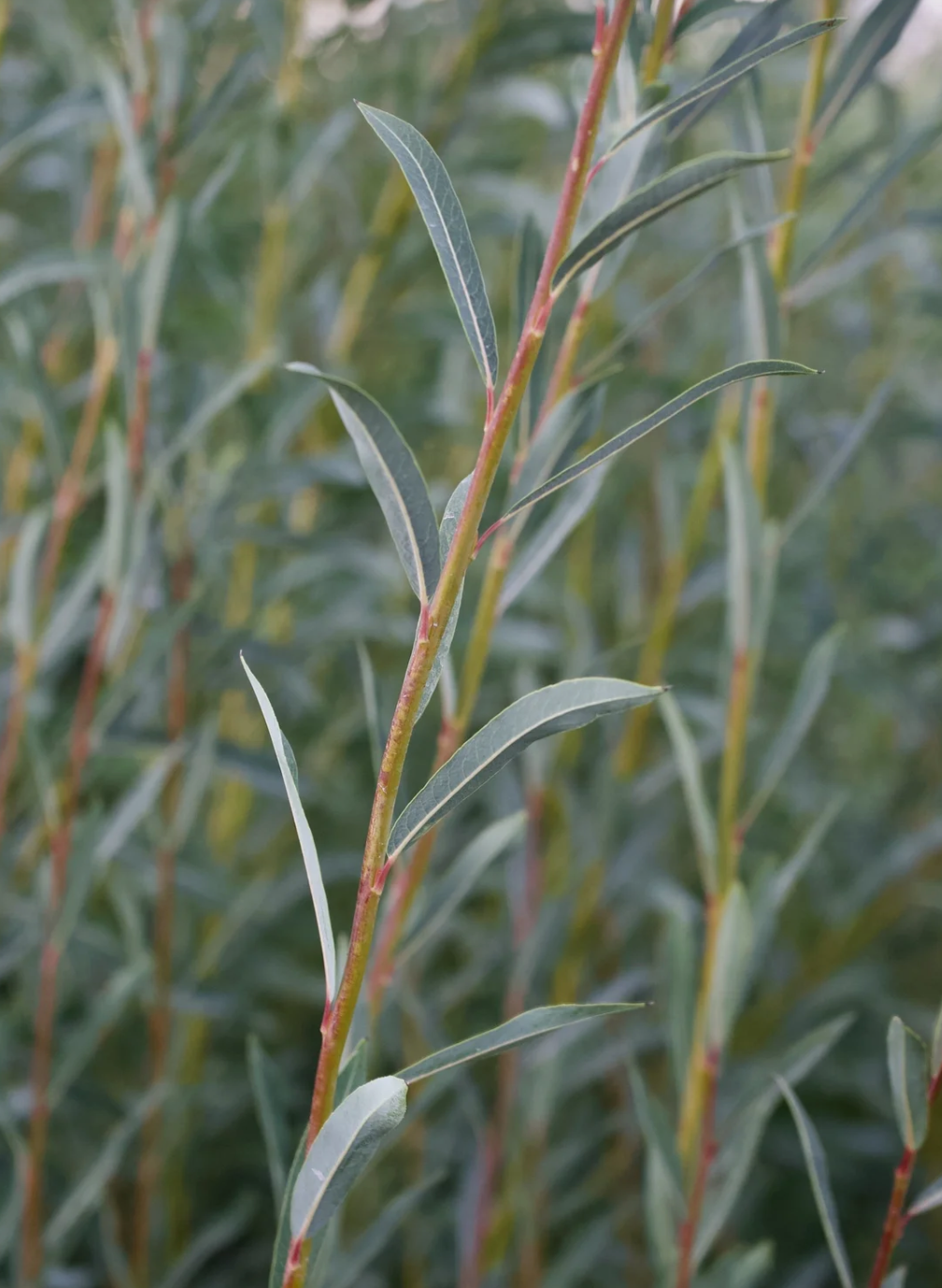 Heirloom Basket Willow Cuttings