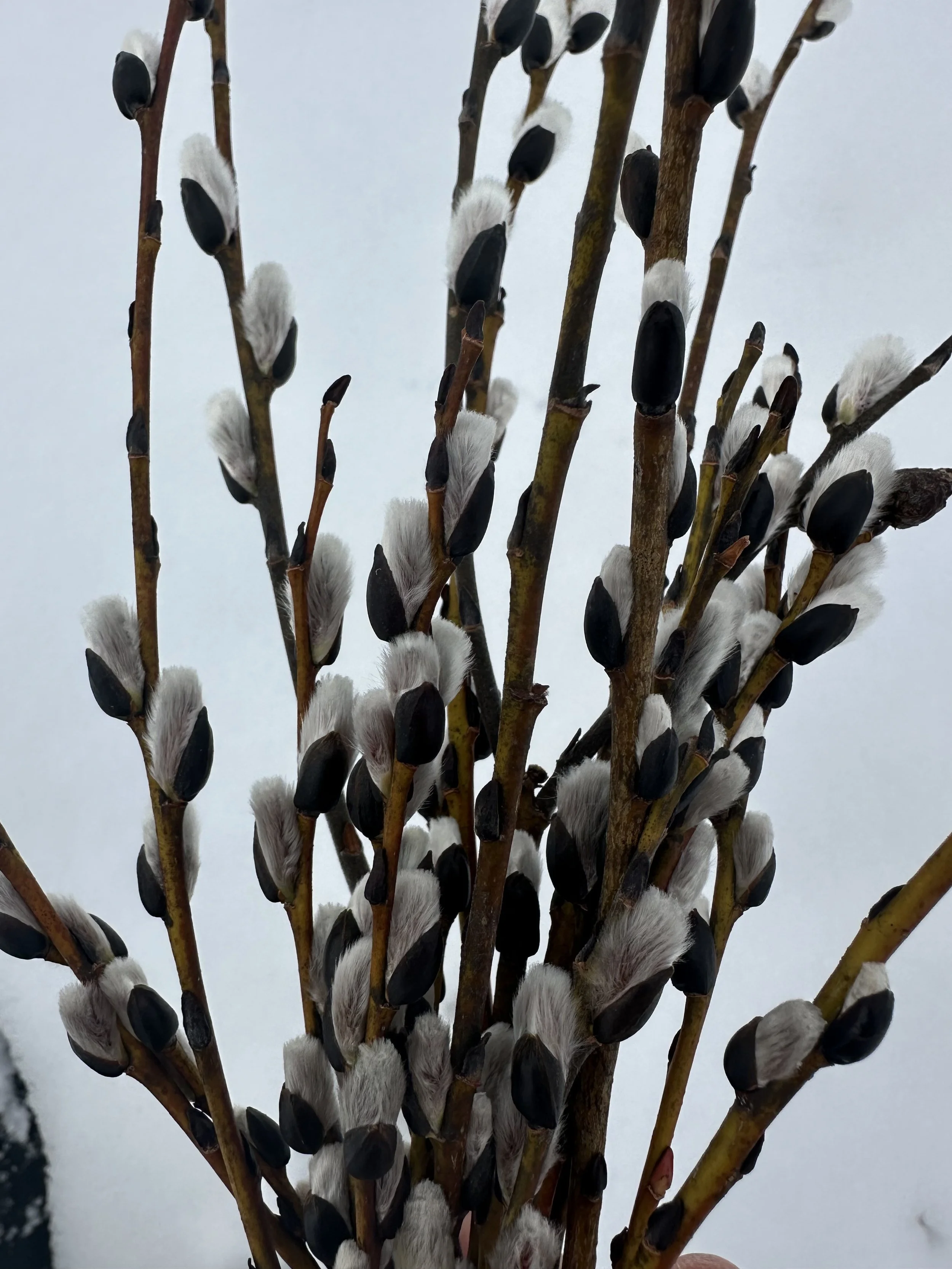 Pussy Willow Cuttings