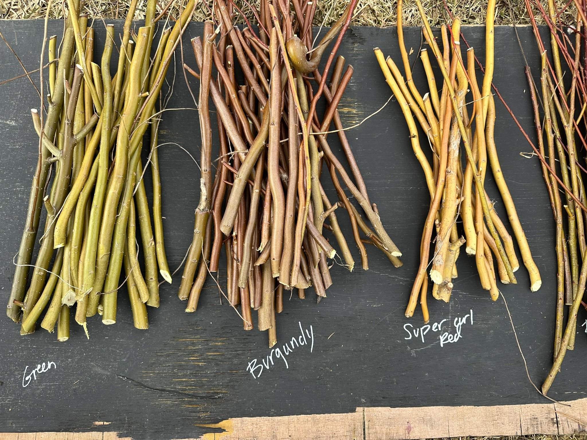 Curly willow cuttings bark colors.jpeg