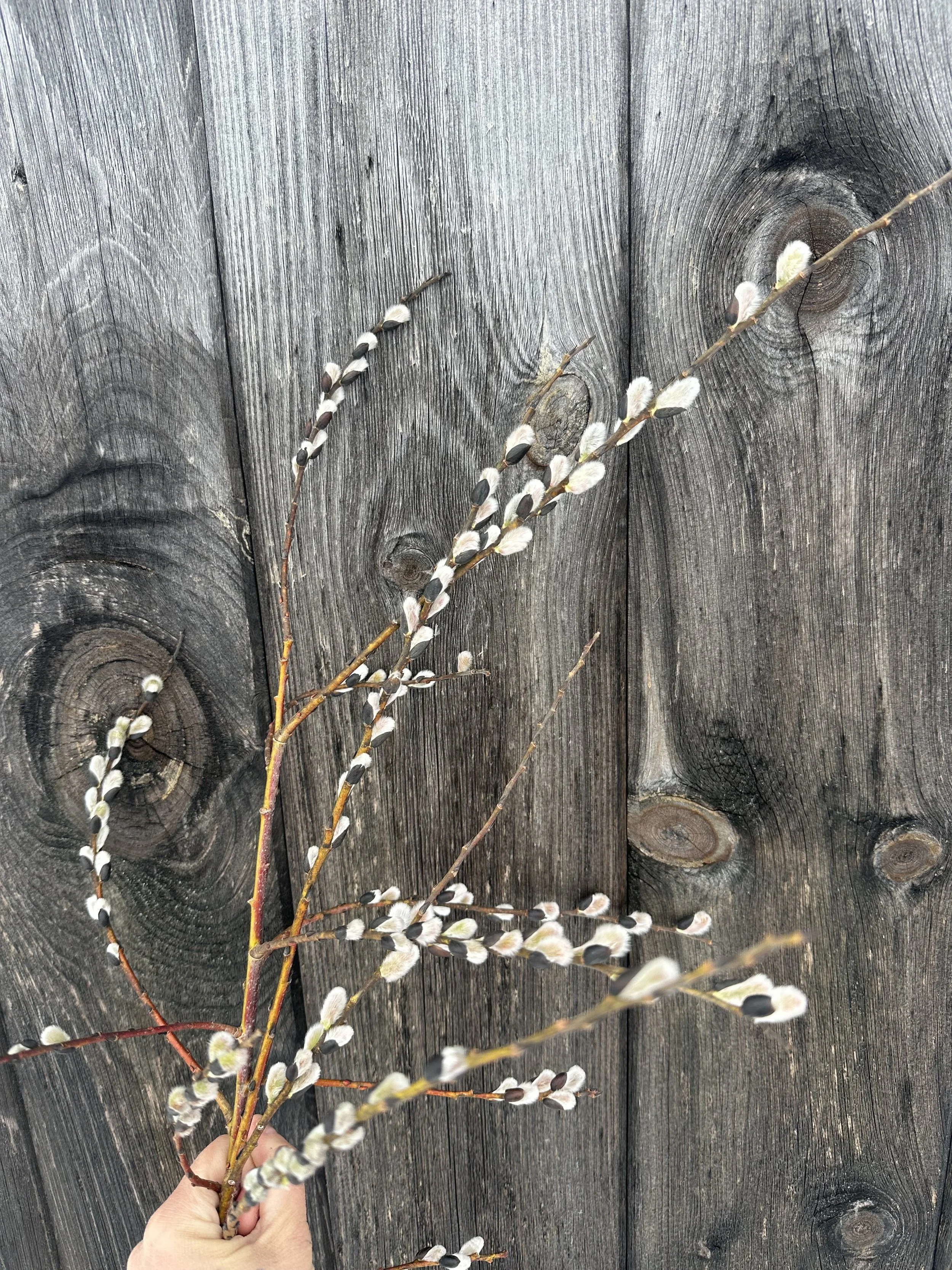 Pussy Willow Cuttings