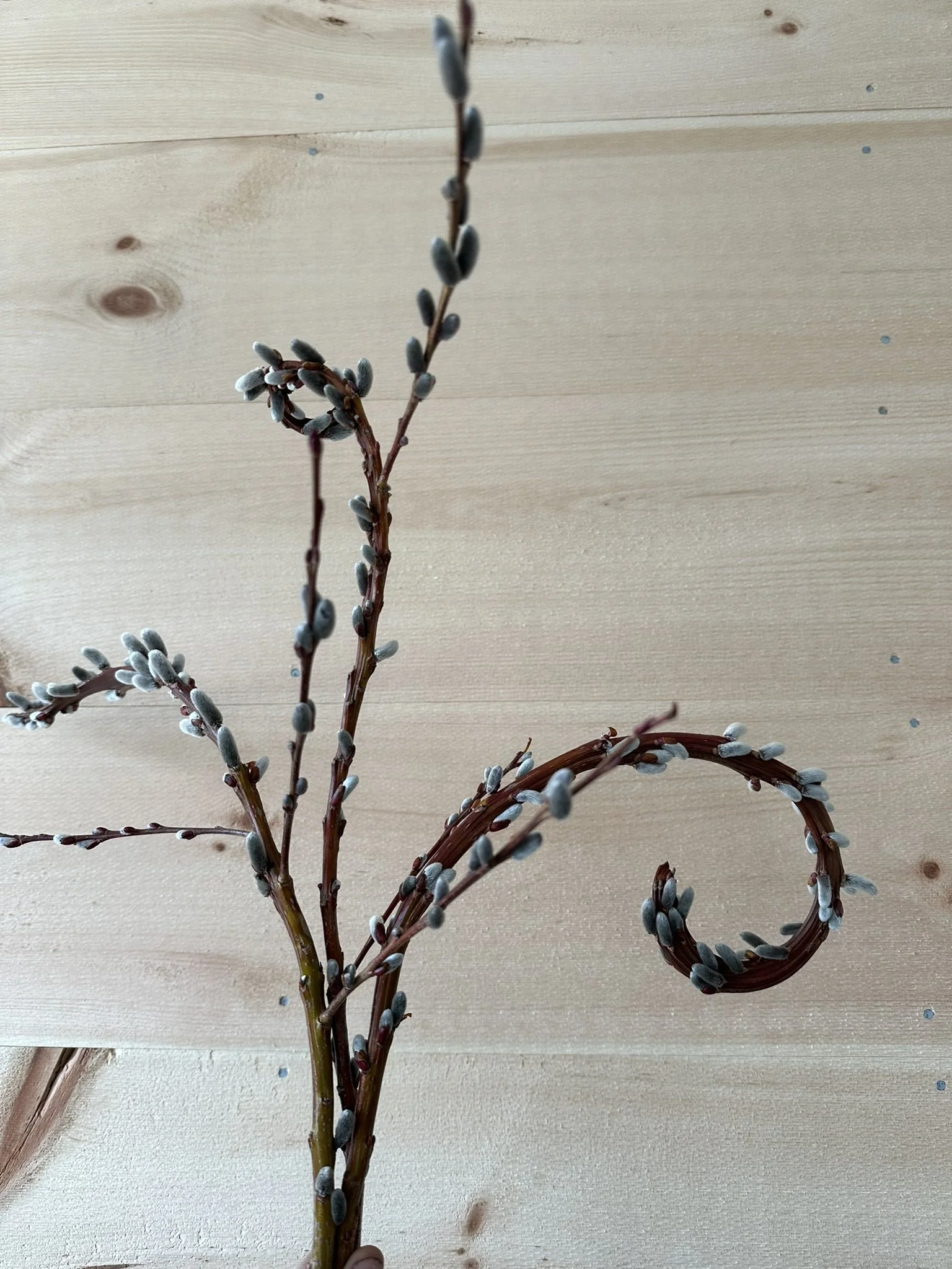 Fantail Willow (sekka) Cuttings