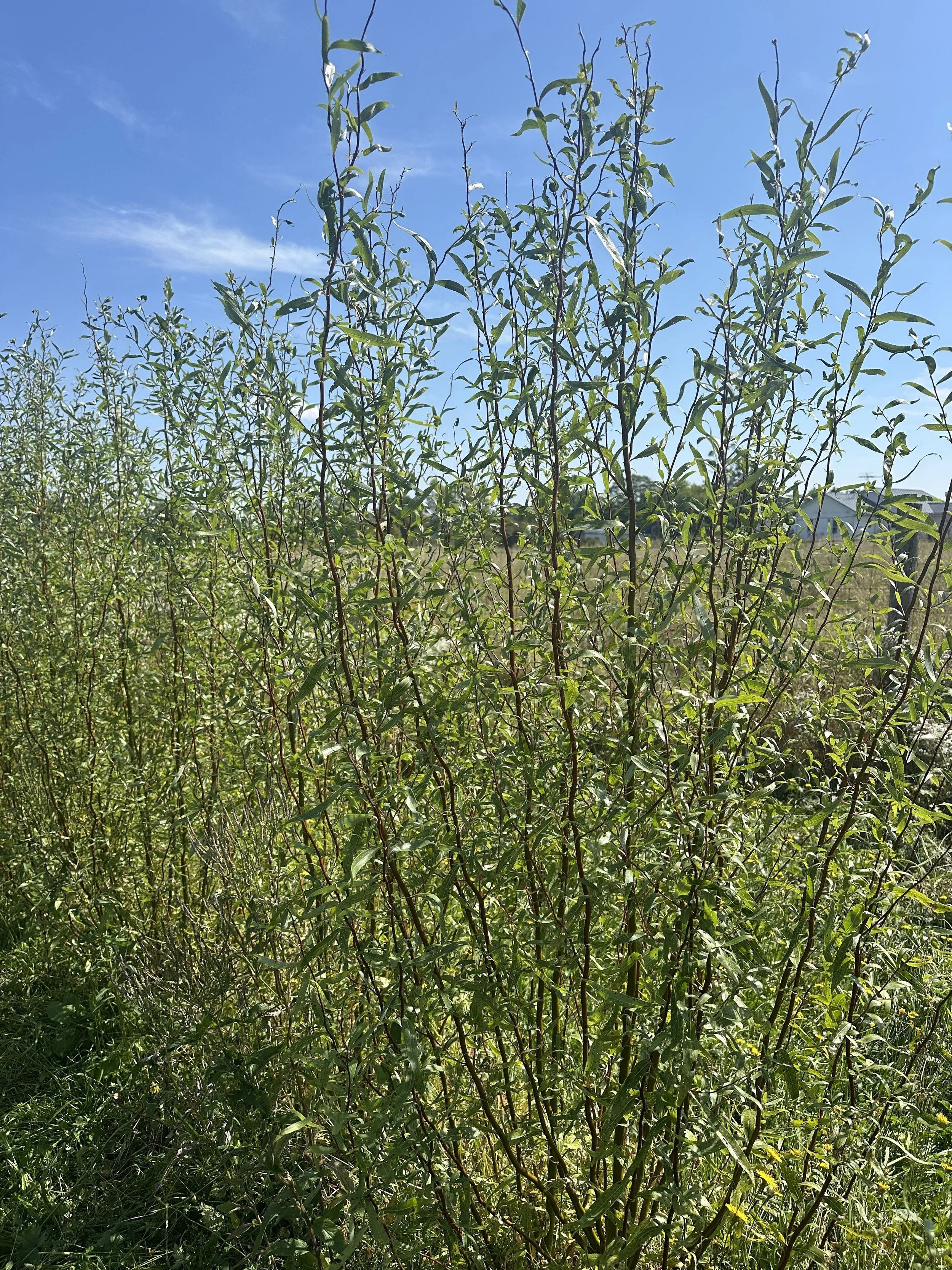 Curly Willow Cuttings