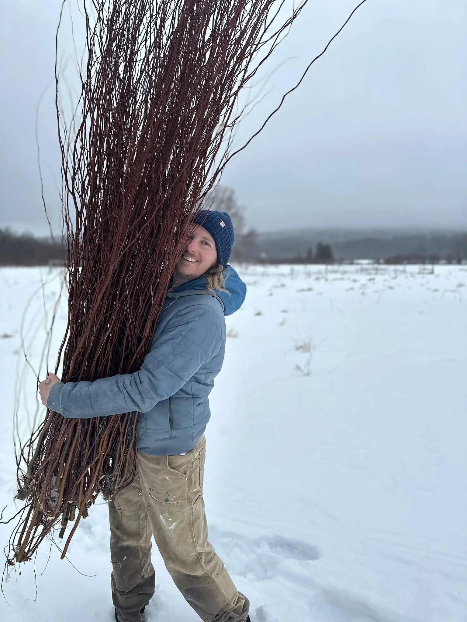Curly Willow Cuttings