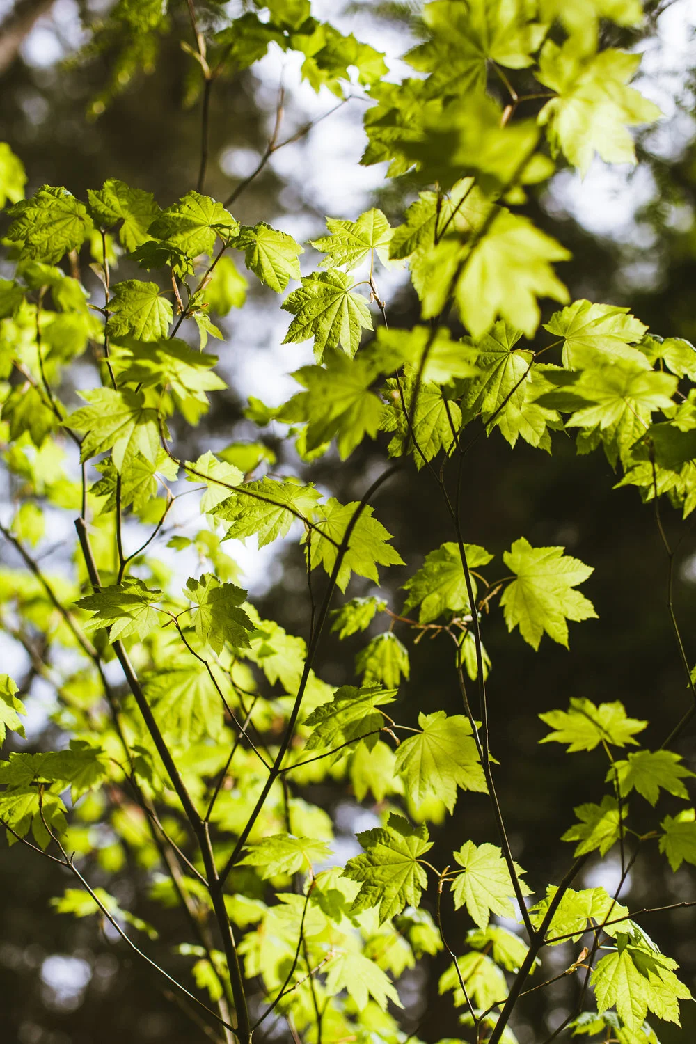 Photograph by Kora Vanderlip