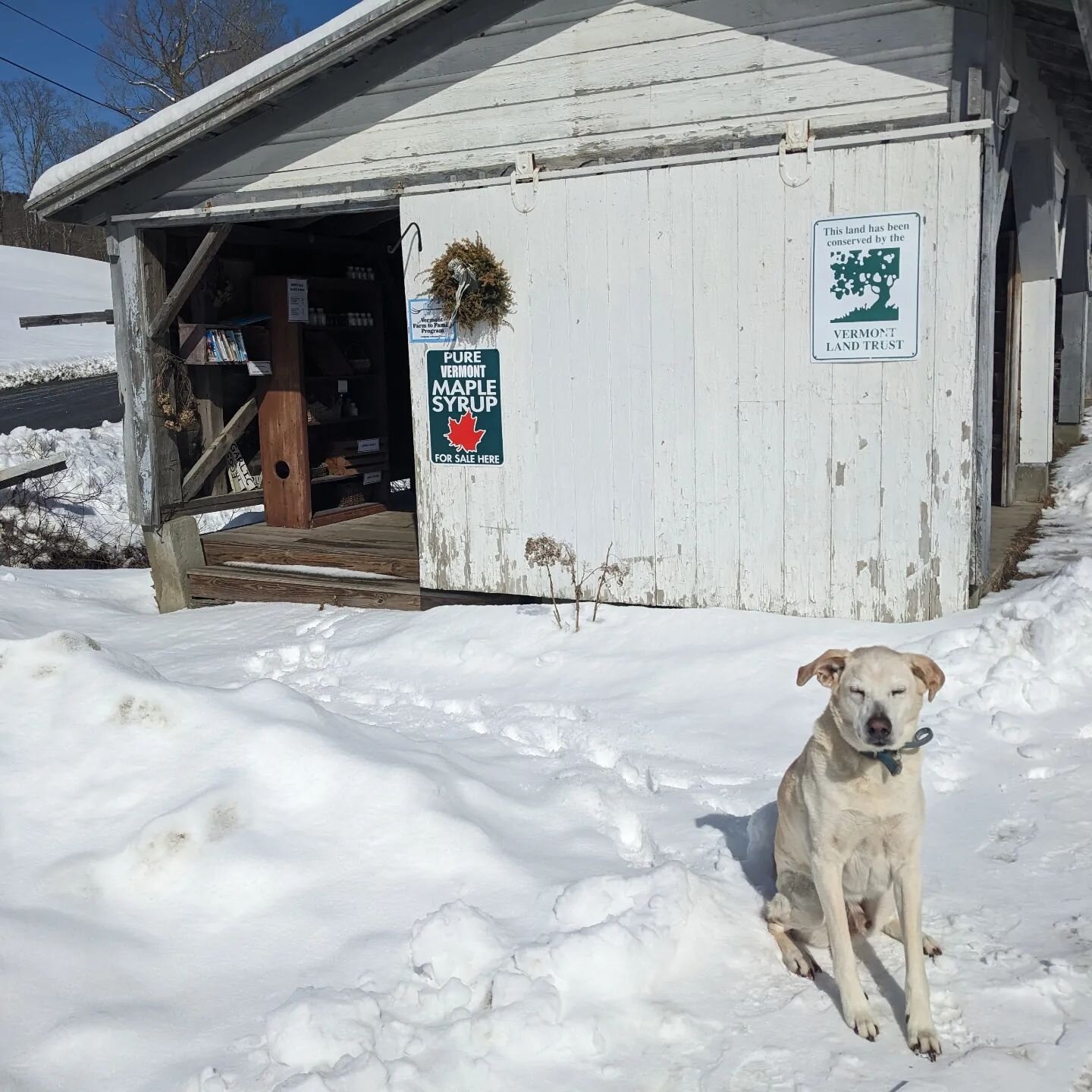 Happy sunshiny Friday 🌞

Swing by to stock up before the storm tonight! ❄️❄️❄️

Our stand is open and stocked with:
Chicken eggs
Duck eggs
Maple syrup
Pork: bacon, sausage, ground, ribs
Lamb
Mutton
Stew hens

You can also order on our website for Mo