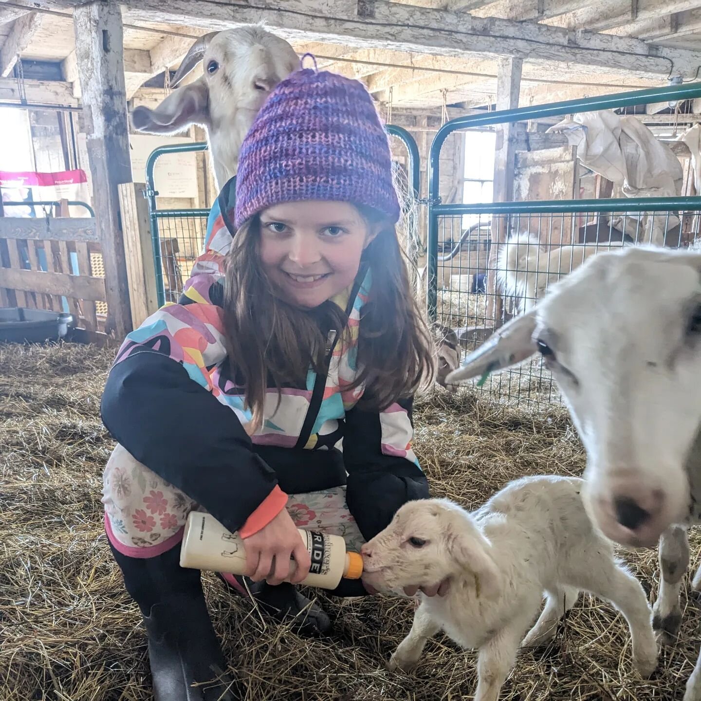 Sage is good at bottle feeding.  She fed the goat behind her and also the ewe on the right who thinks she's a goat.  It's easy to tell who has been bottle fed over the years, they're the friendly/obnoxious ones 😅

#farmkids 
#bottlebaby 
#lambing
#v