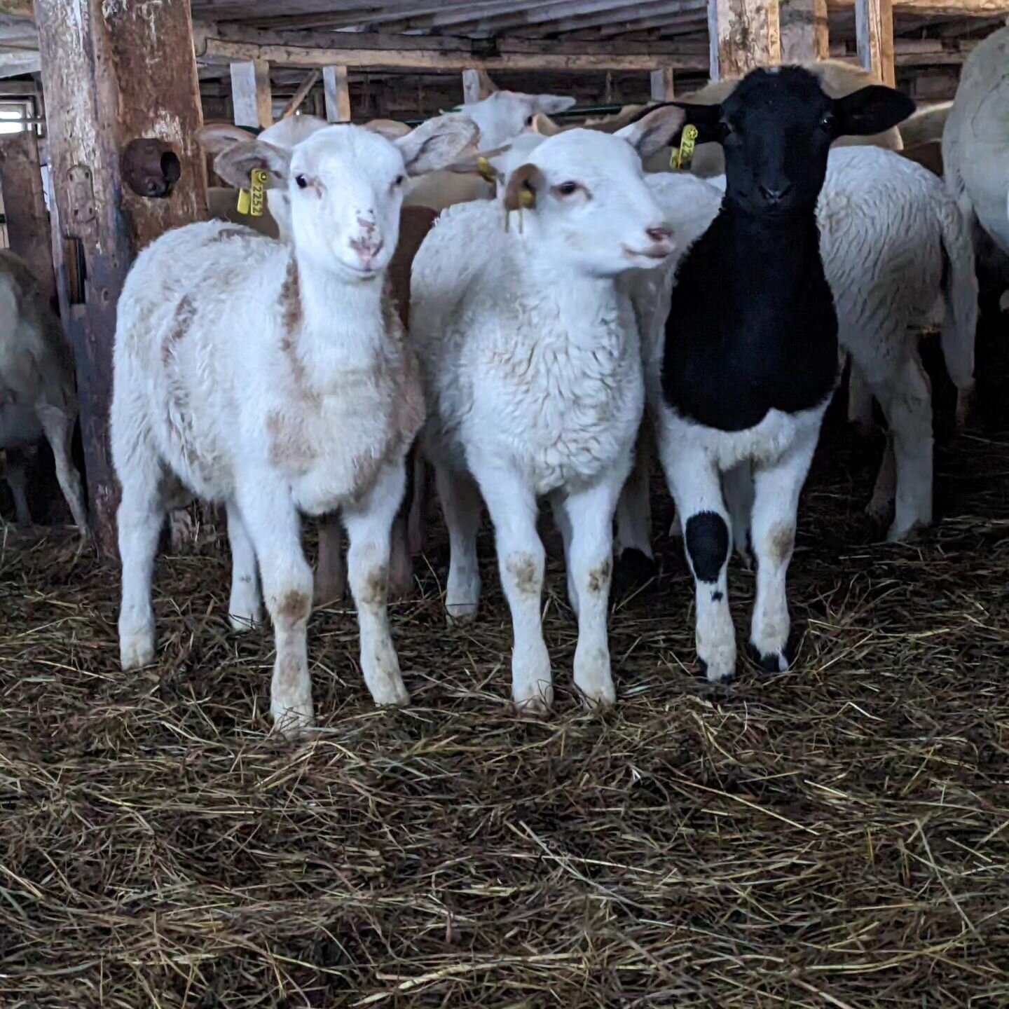 We have a limited number of feeder lambs available!  If you are looking to raise your own lamb this season, we can help.  Happy to answer questions to get you started ❤️

Wish I was posting photos of lambs frolicking on pasture (soon! Look for those 