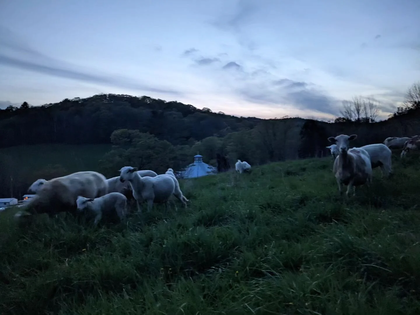 Don't forget that you can preorder on our website for pick up @norwich.farmers.market tomorrow!  We still have some weekly specials available too. 

We'll be there tomorrow from 9-1 with our pork, lamb, stew hens, both chicken and duck eggs, and mapl