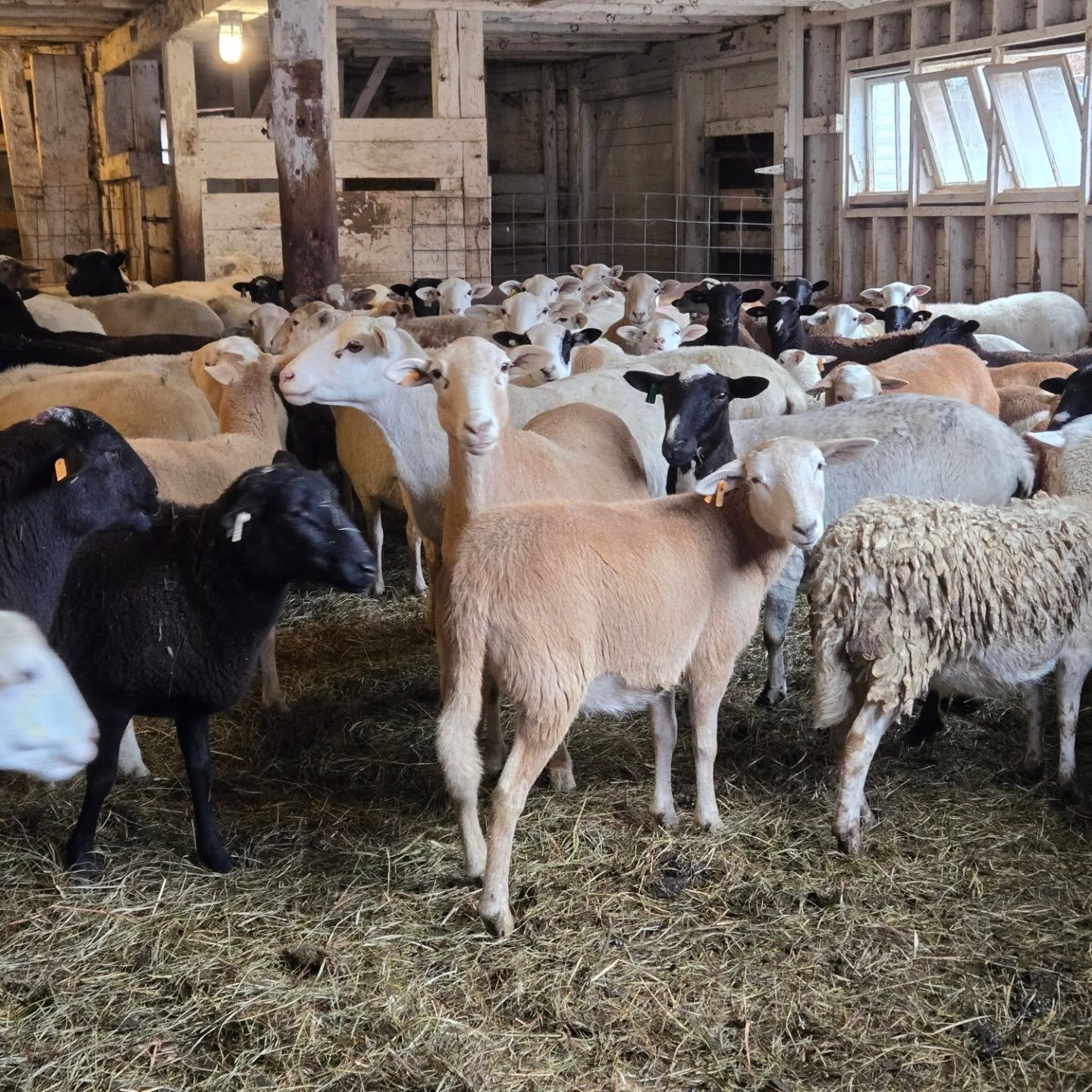 ￼￼￼￼

Bred Katahdin ewes, and ewe/lamb pairs for sale! Hardy, good feet, 100% grass fed. Good parasite resistant flock.

We need to move some animals - let us know what you're looking for. We can put together small homestead starter flocks (no rams a