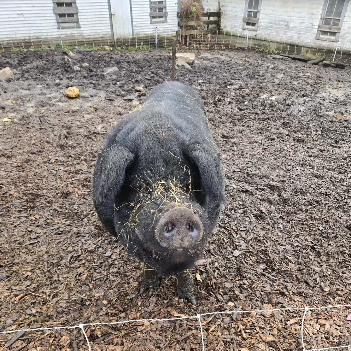 Wilbur is separated from his girls and let's just say he's MAD and FRUSTRATED about it.  He knows there's a sow in heat across the yard and he can't get to her.  He's been pacing around and for breakfast all he ate was two pears, and refused his grai