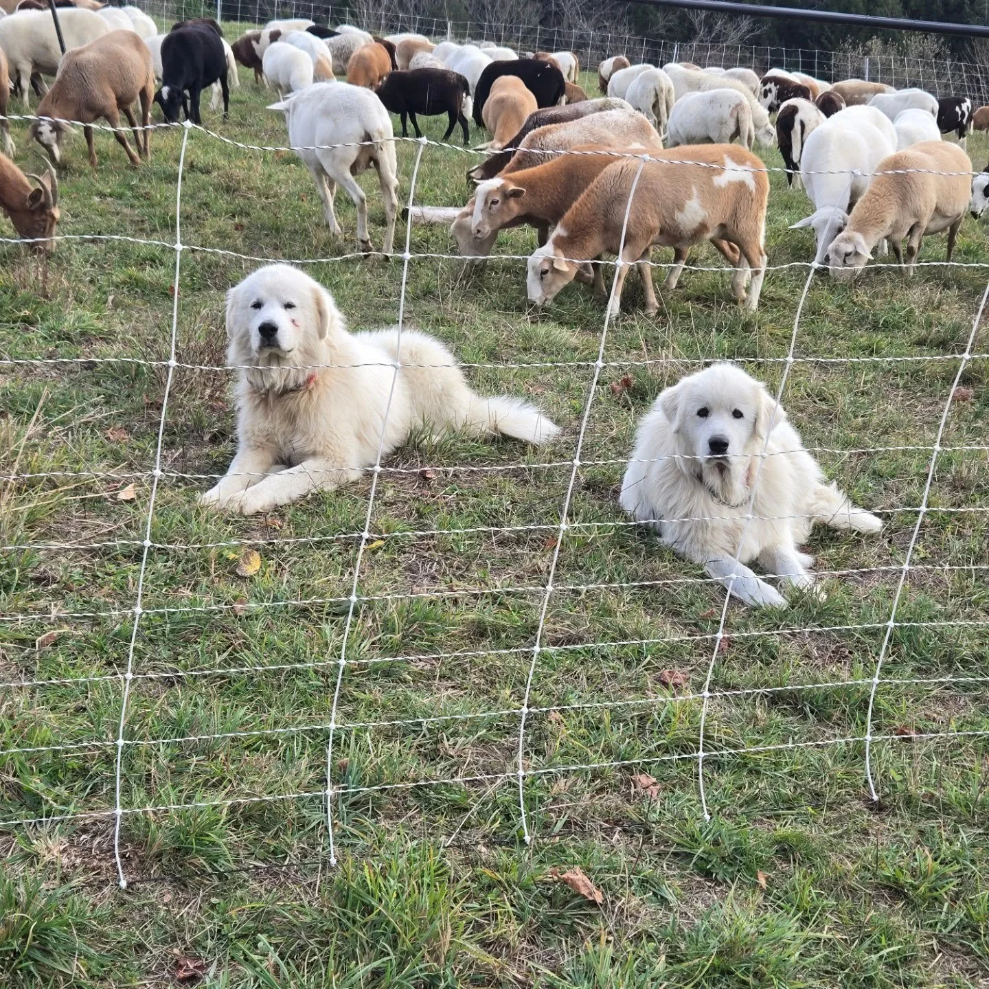 Howie and Elmer, the sweetest working boys ❤️