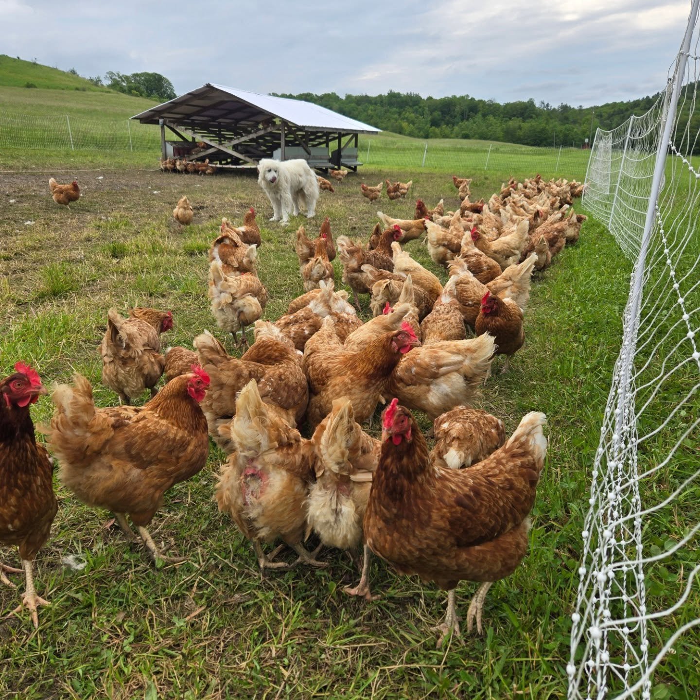 We have layers for sale.  These ladies are a commercial red, 2 years old.  Currently laying at around 60%, but will molt this winter and stop laying for a time.  They'll be back to it next spring! $5 each, come and get em! 🐔🥚