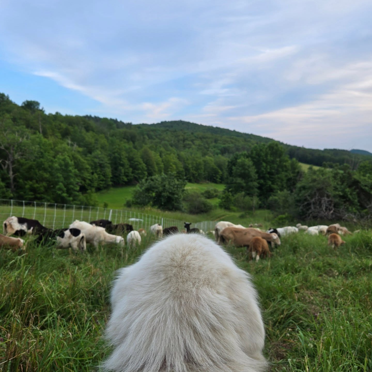 Our farm stand is open, 24/7!  Find our eggs, lamb, goat, pork, maple syrup, skeepskins, and more, right here on the farm.  Cash/checks/cards accepted. 

We appreciate each and every purchase.  Even $5 makes a difference for a small farm.  Thanks for