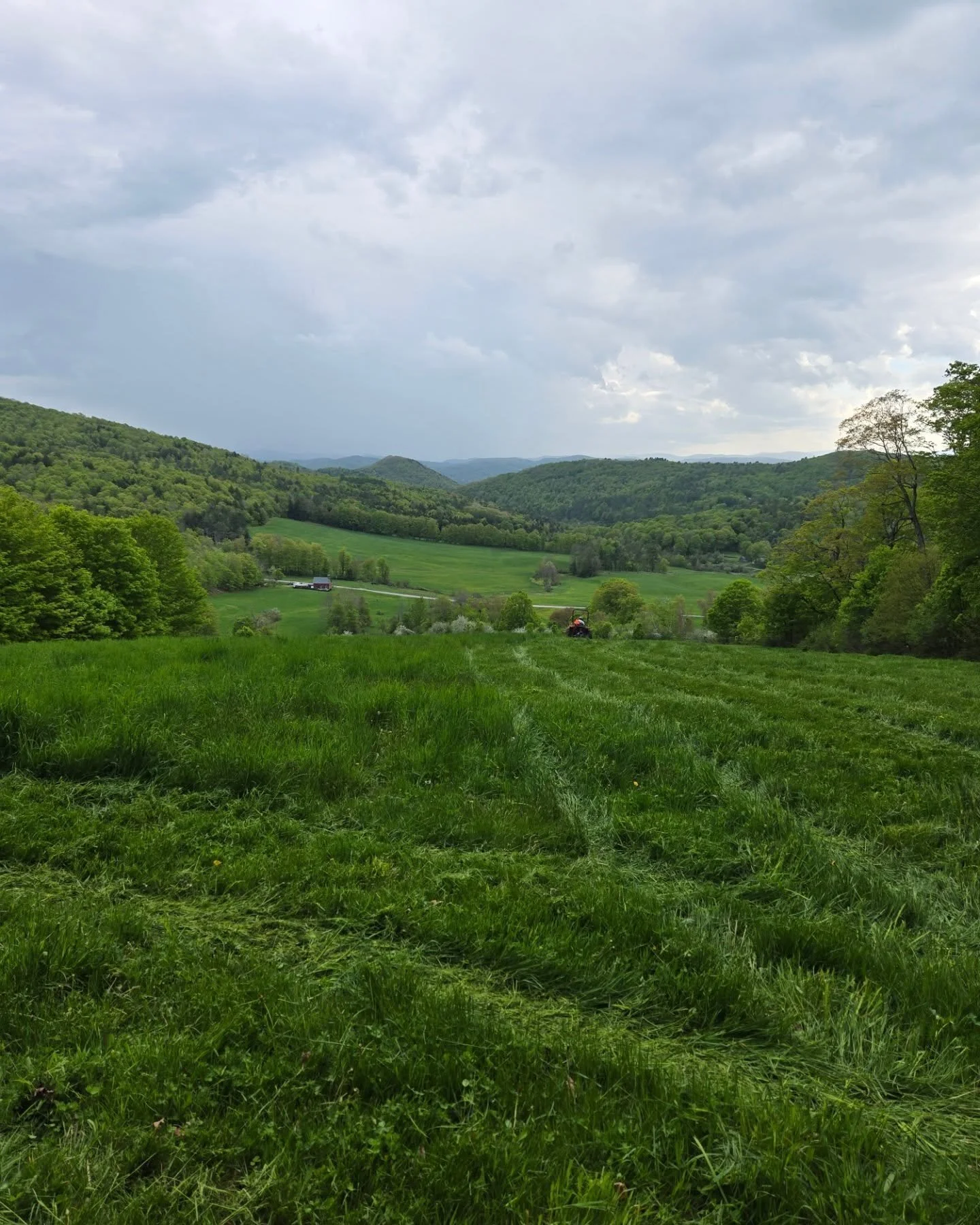 We're trying new things this year!  Clipping the third field ahead of grazing.  We can't get the sheep here fast enough with this year's rotation plan.  The grass has already started to go to seed, so we're clipping to keep it in a vegetative state (