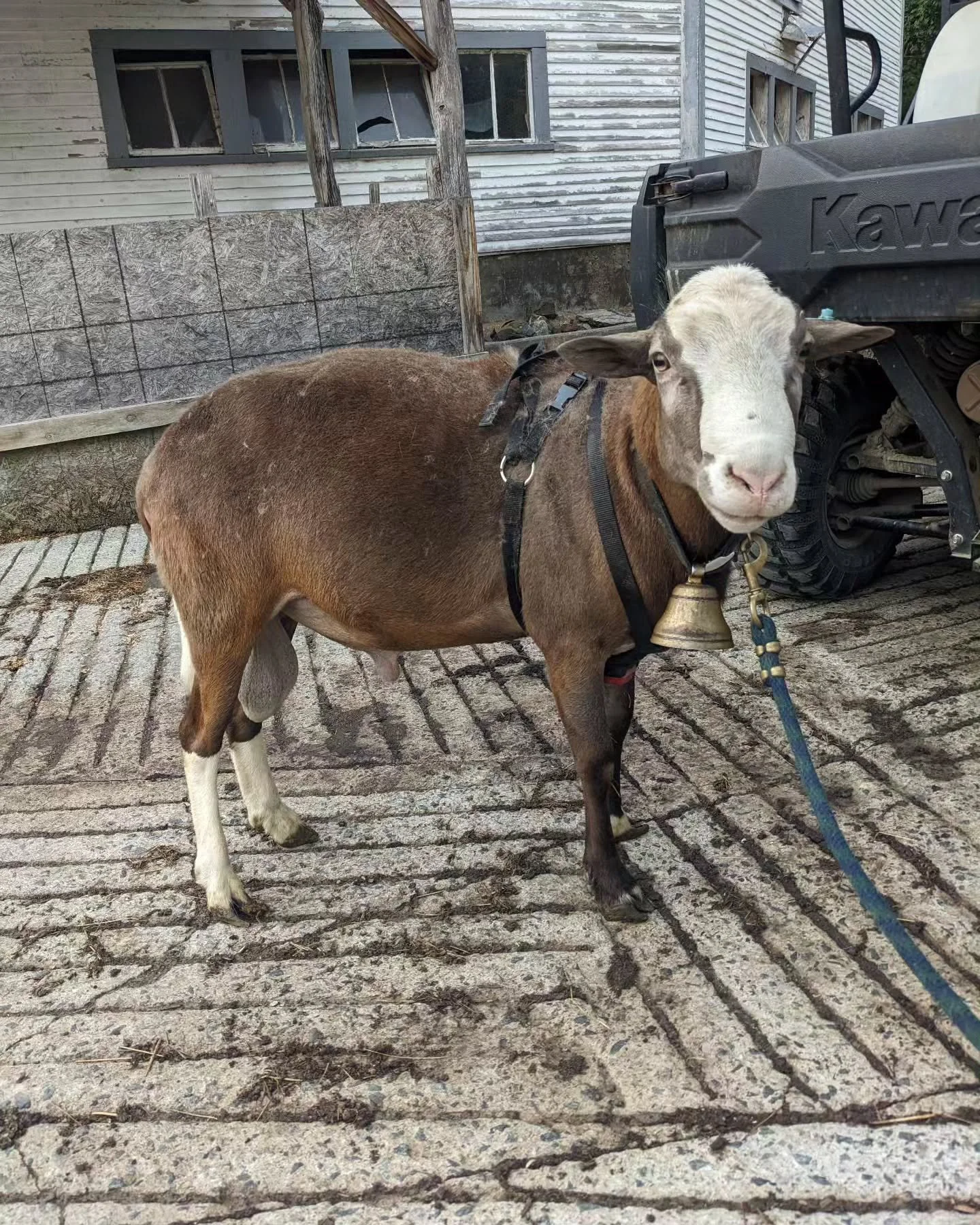 So handsome 😍 

Sox headed up on the hill to reunite with the flock.  Planning for December lambing this year.