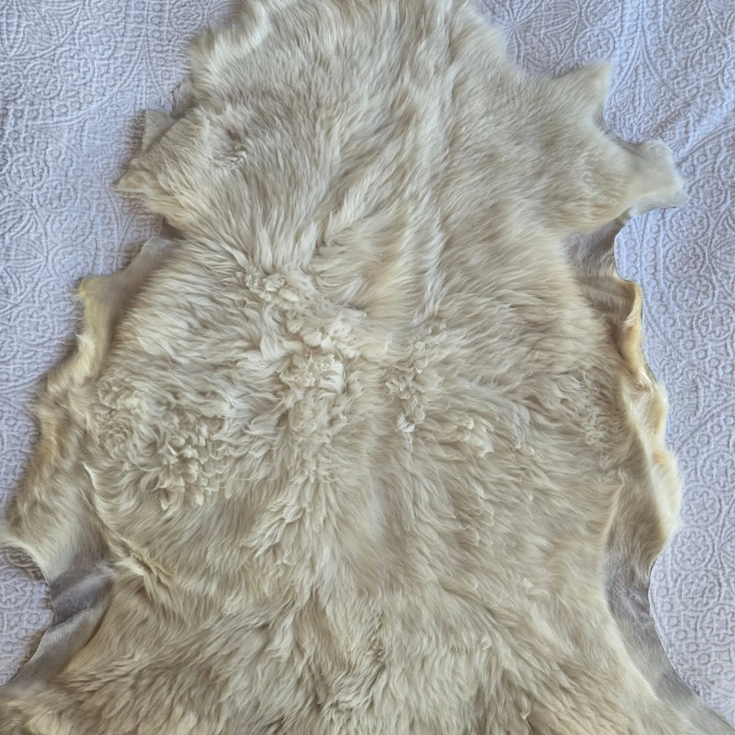 It's cold 🥶. Stay cozy with a sheepskin!  Put one on the floor, on your chair, on your bed, on your driver's seat.  Use one for your dog, your kid, your mom.  We have a beautiful selection of skins for $250 each.  Get in touch to purchase.  I will s