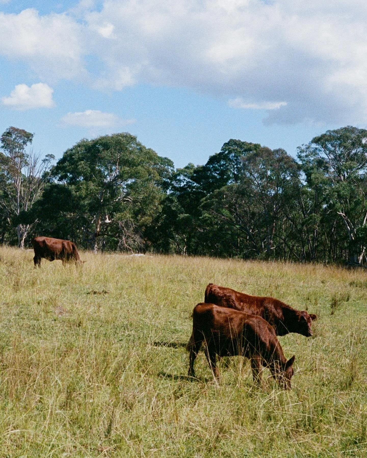 nature and art in april, on film 〰️

#35mmfilm