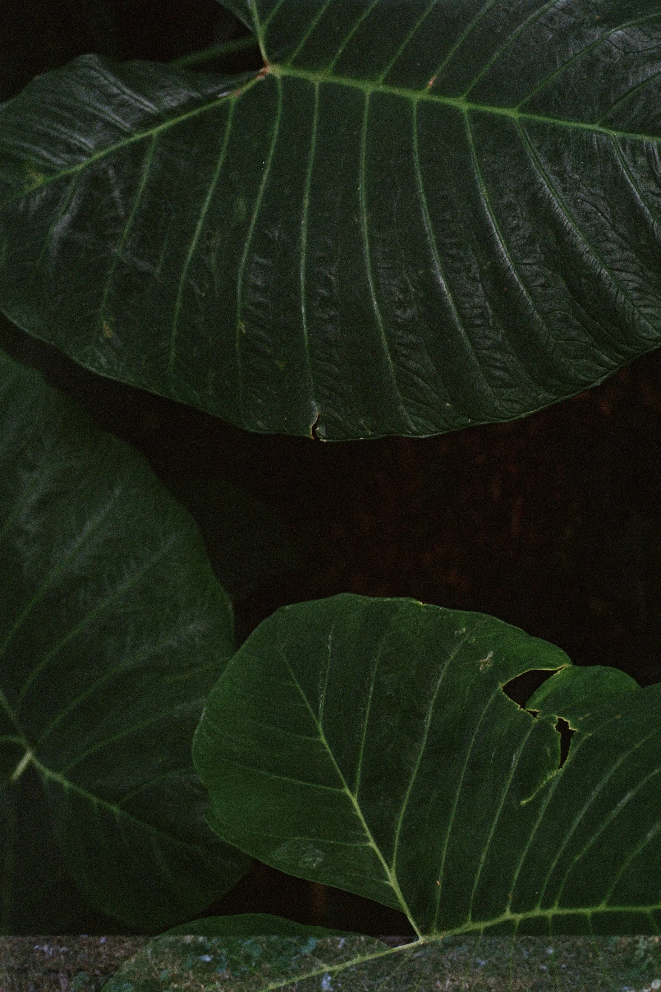 FRAGMENTS ii_000005120038.jpg