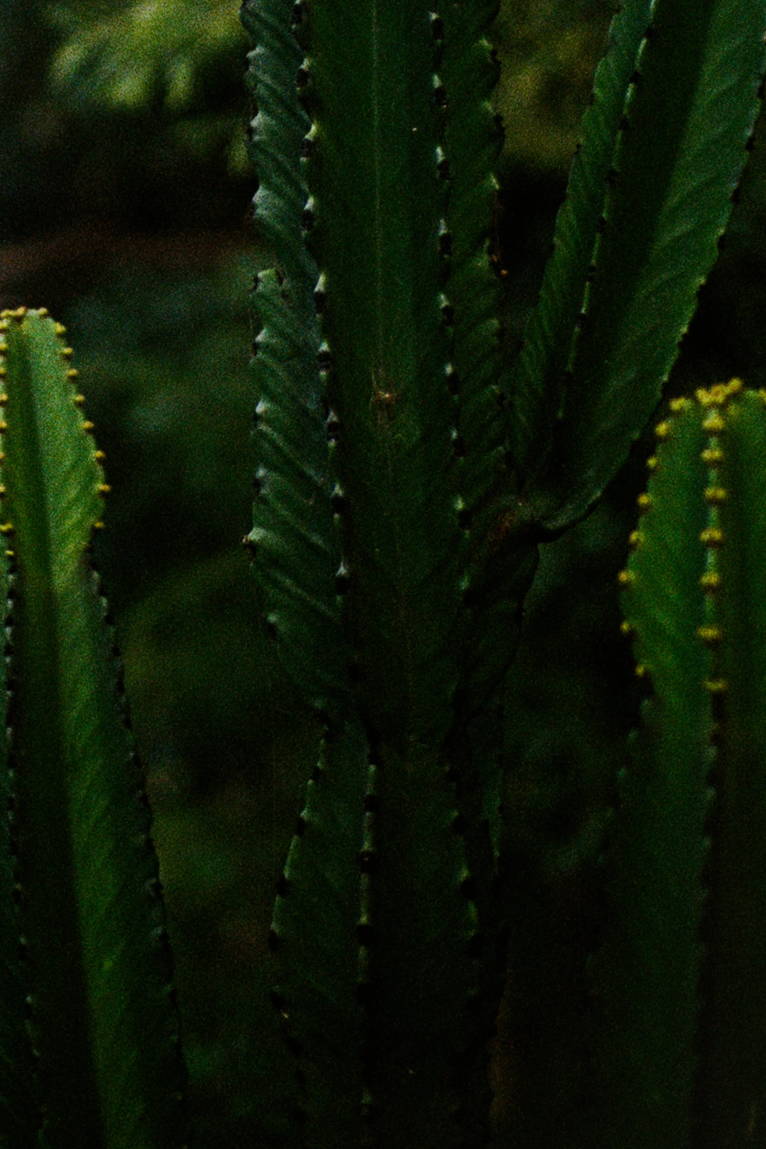 FRAGMENTS vii_IMG_3917.JPG