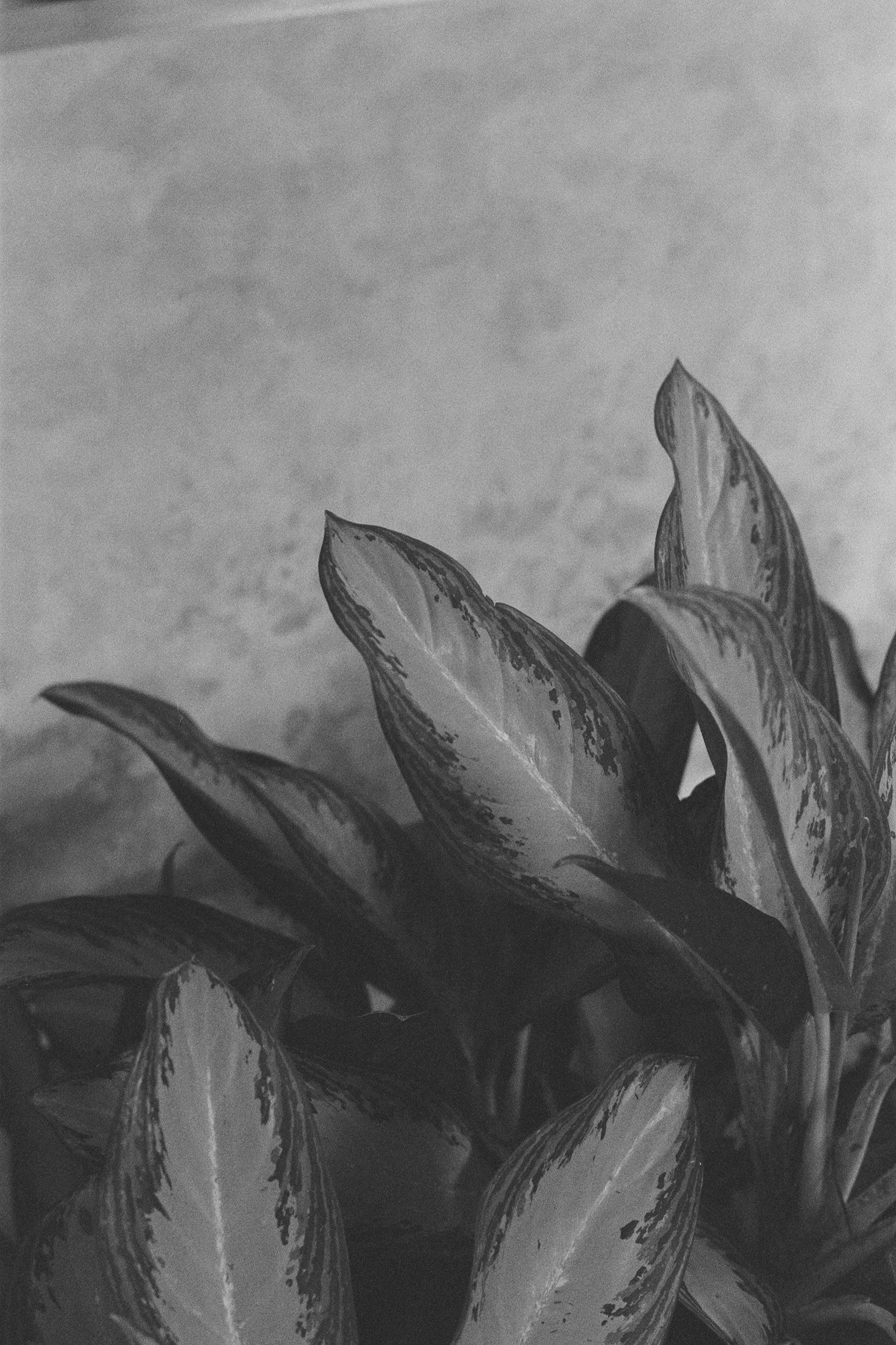 Bali — Monochrome Series