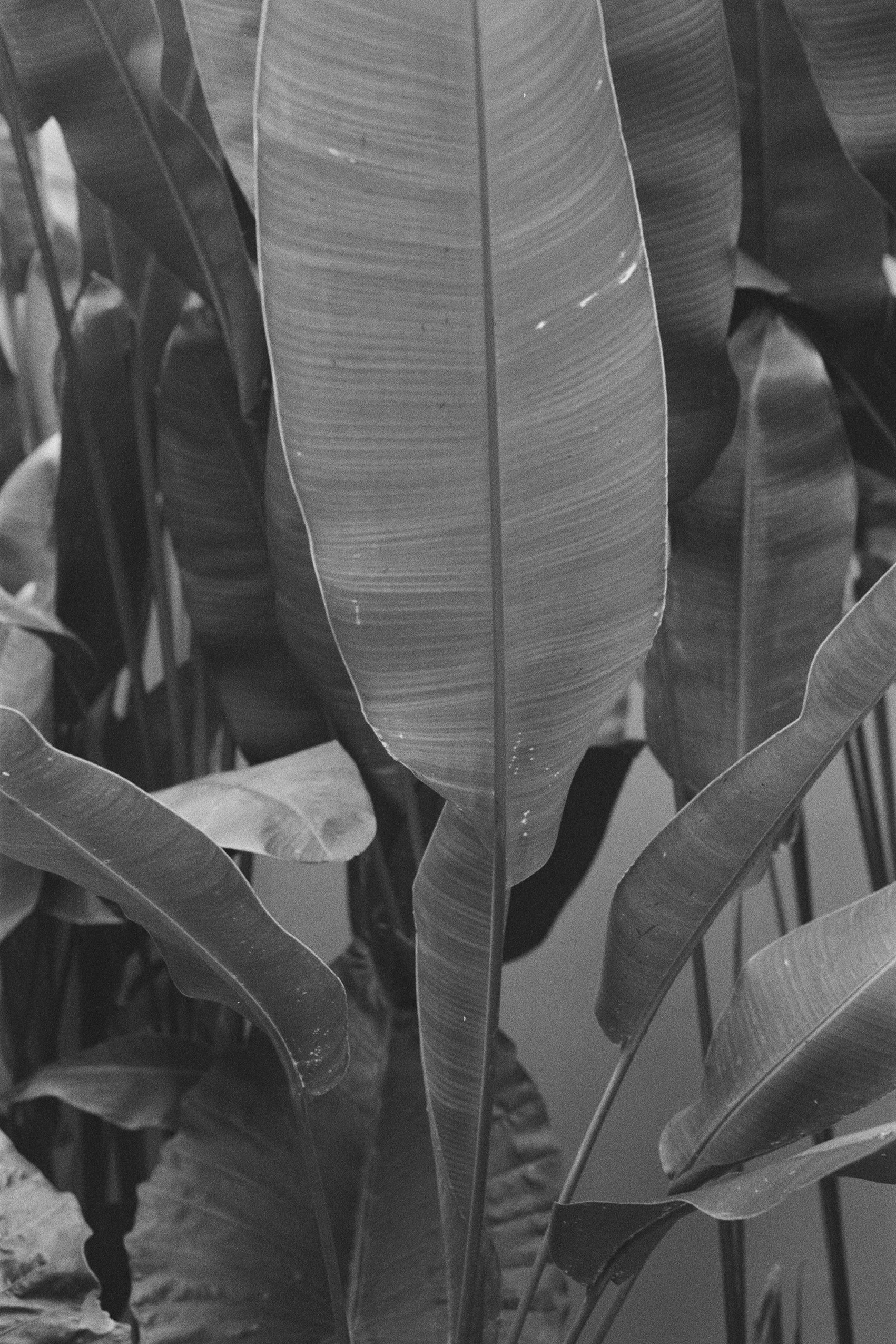 BALI-MONOCHROME v_000027910011.jpg