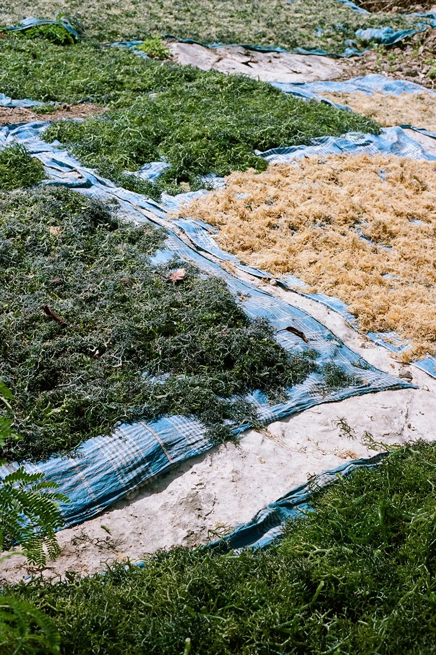 Bali — Colour Series