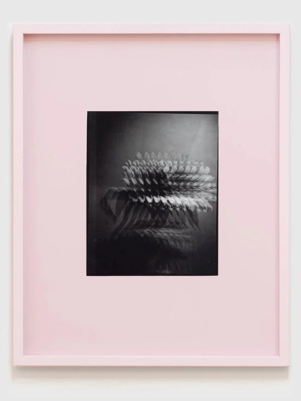 Sunflower for the Future (Pink), 2025