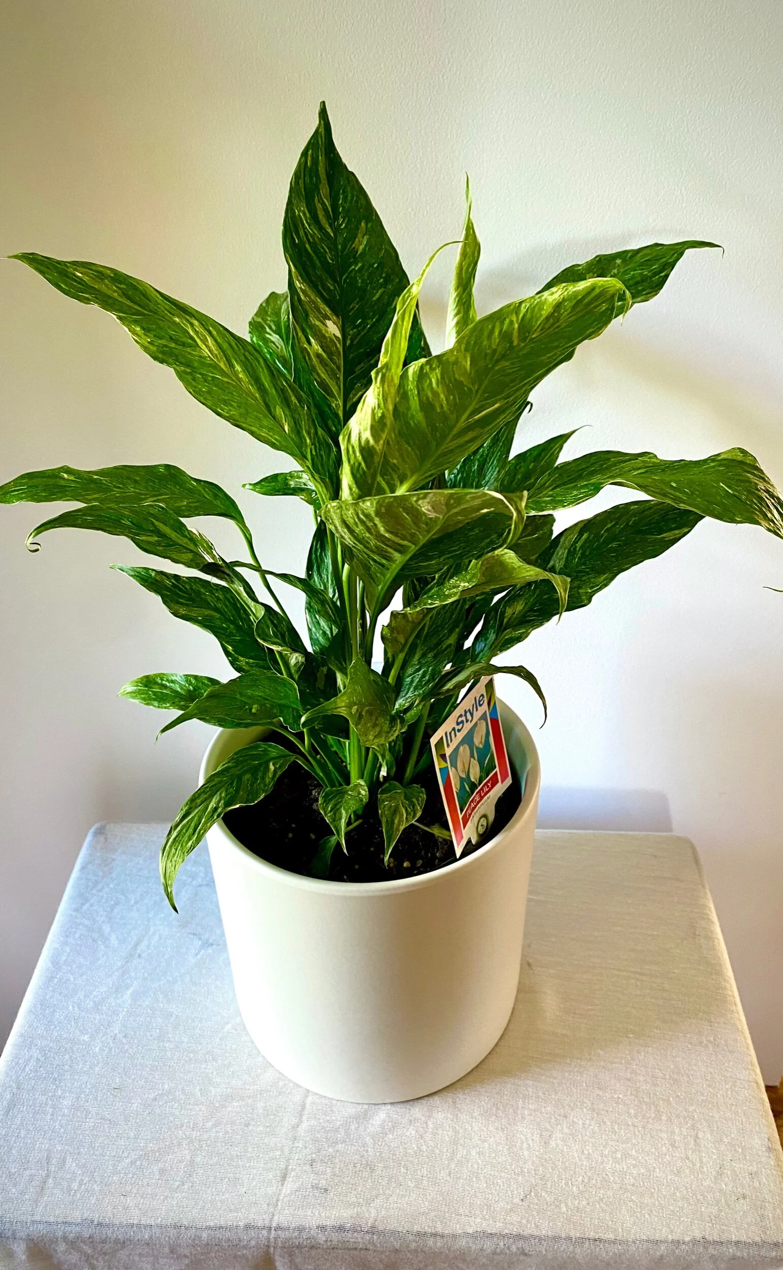 0583915E-D41F-4B2D-86F4-F5F7C7FB0D90