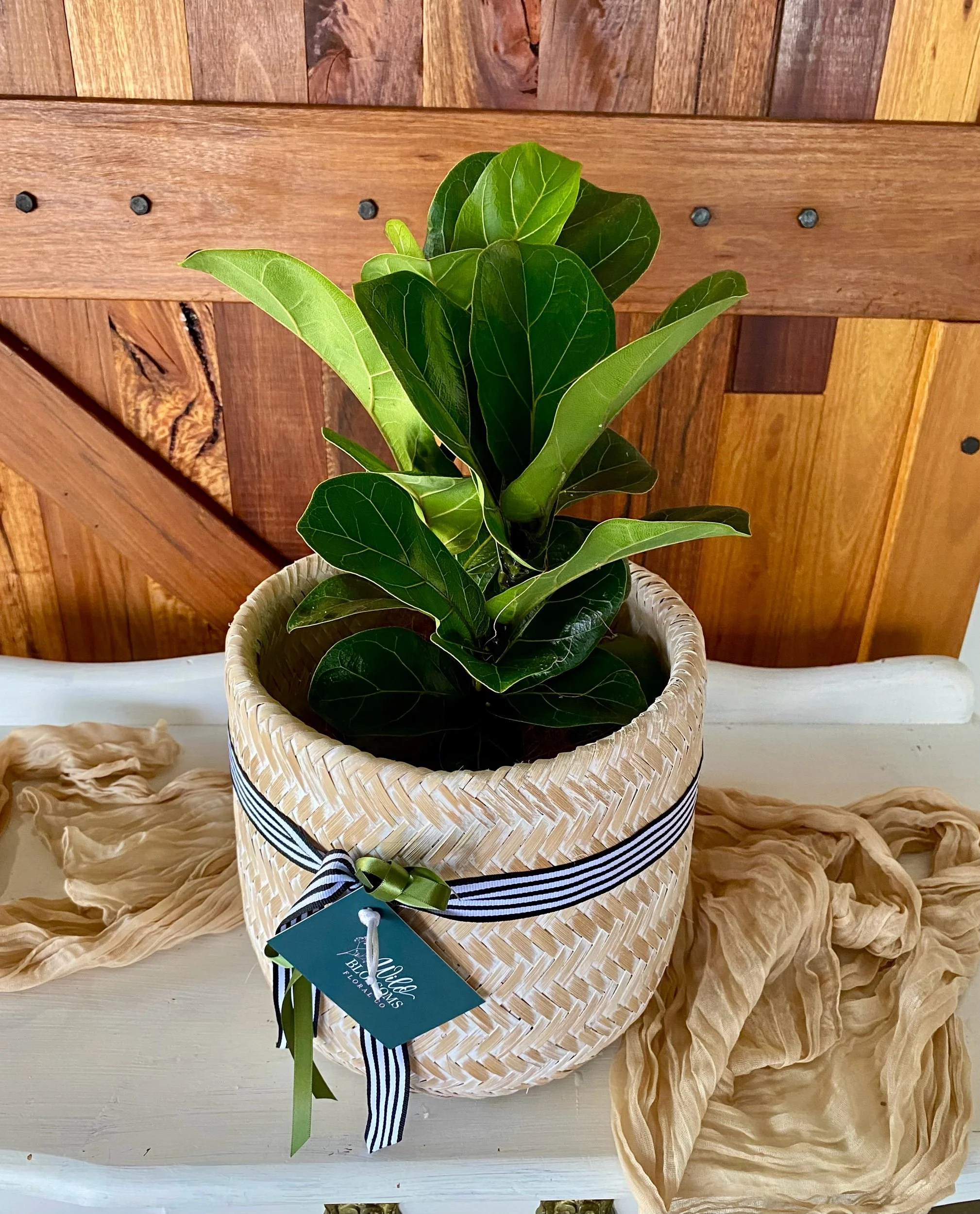 home depot indoor plants low light Low Light Bundle main image 0