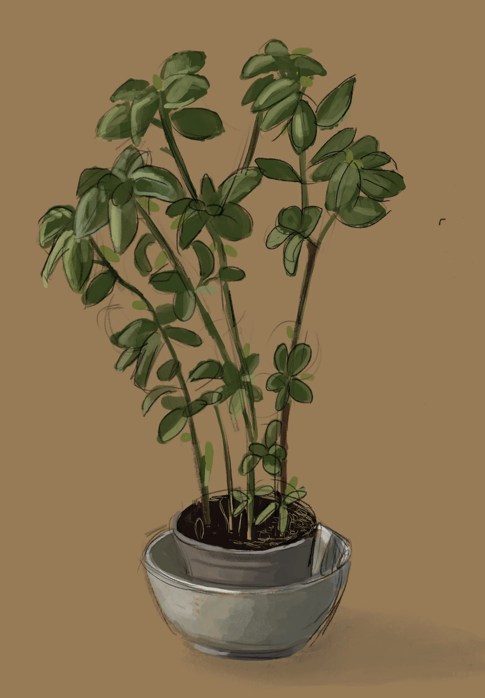 Plant.jpg