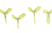 p_seedlings_no-bg.png